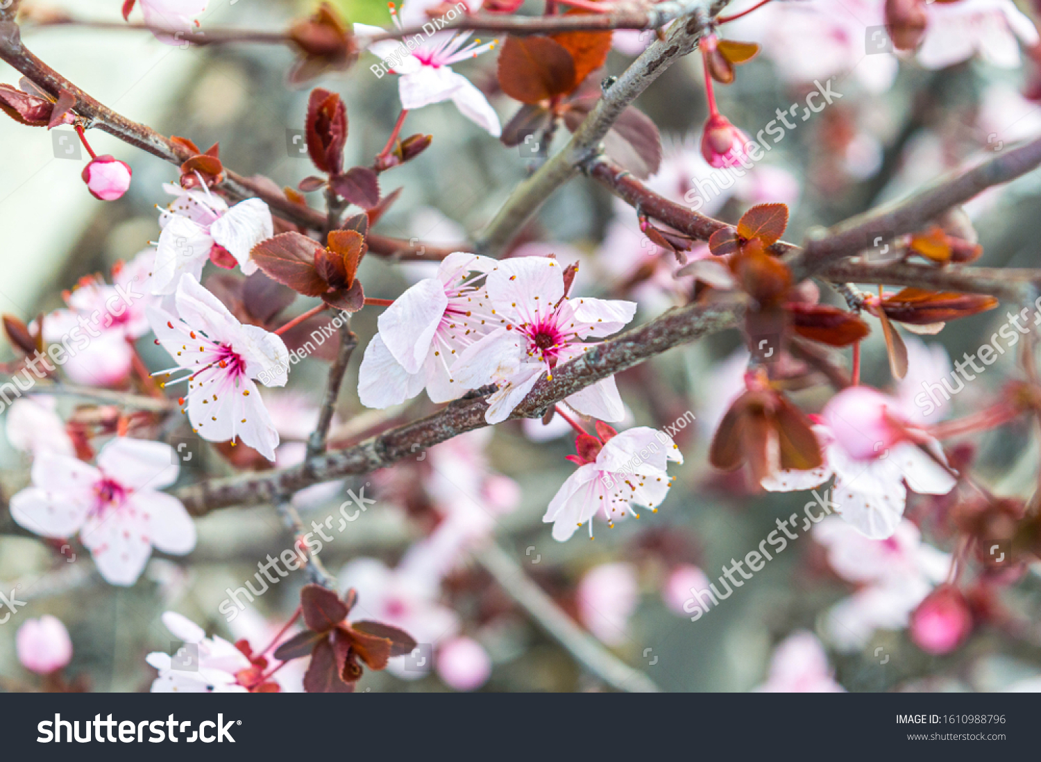 Pink Flowering Cherry Blossom Tree #1610988796