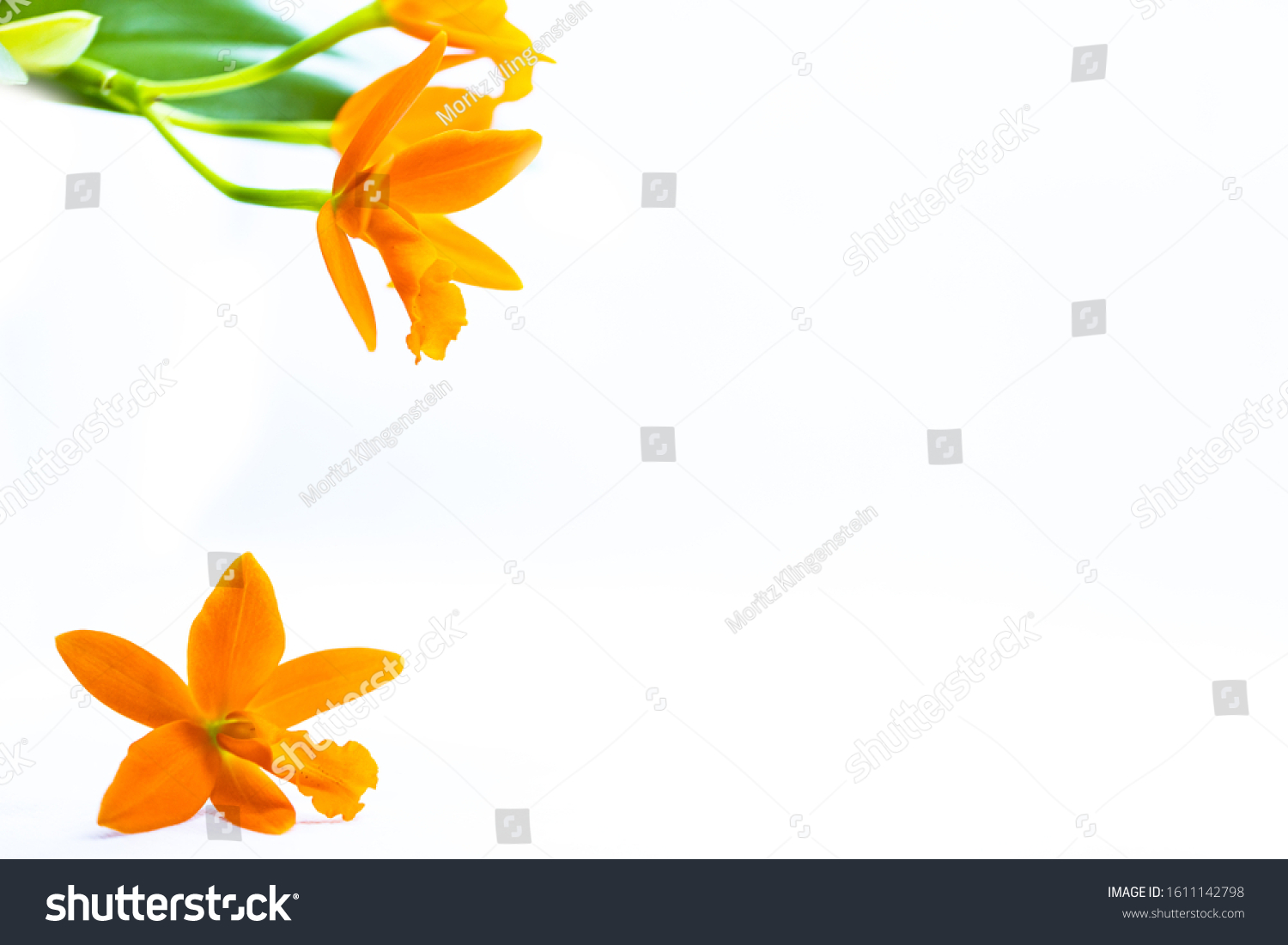 Beautiful isolated orange orchid with white copy space for text. Detailed macro shot of the magnificent blossom. Ideal background for Postcards for Mother's Day or Valentine's Day. #1611142798