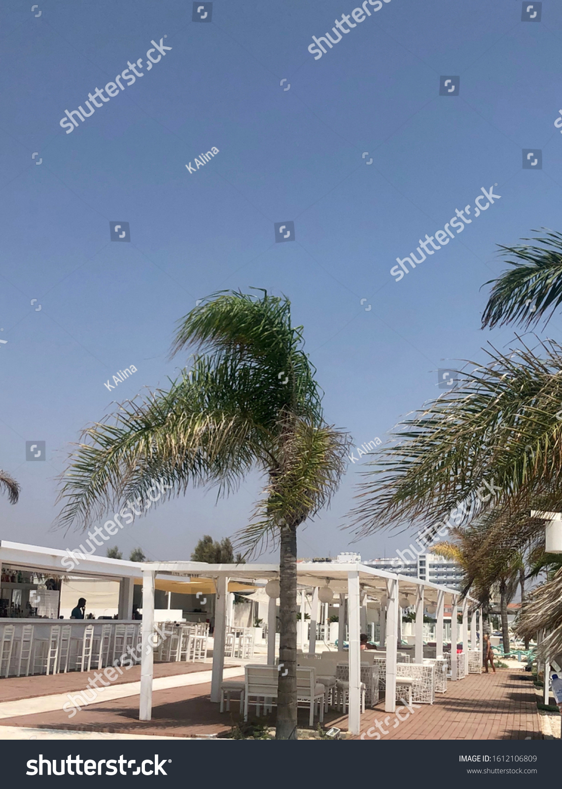 Palm tree leaves on blue sky.Windy day.Cyprus #1612106809