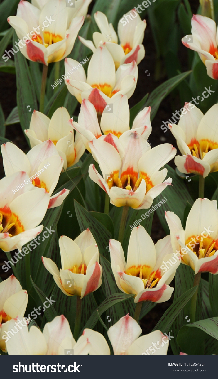Beautiful White-Yellow Color Tulips, Green Leaves And Sun Light. Springtime Background. #1612354324