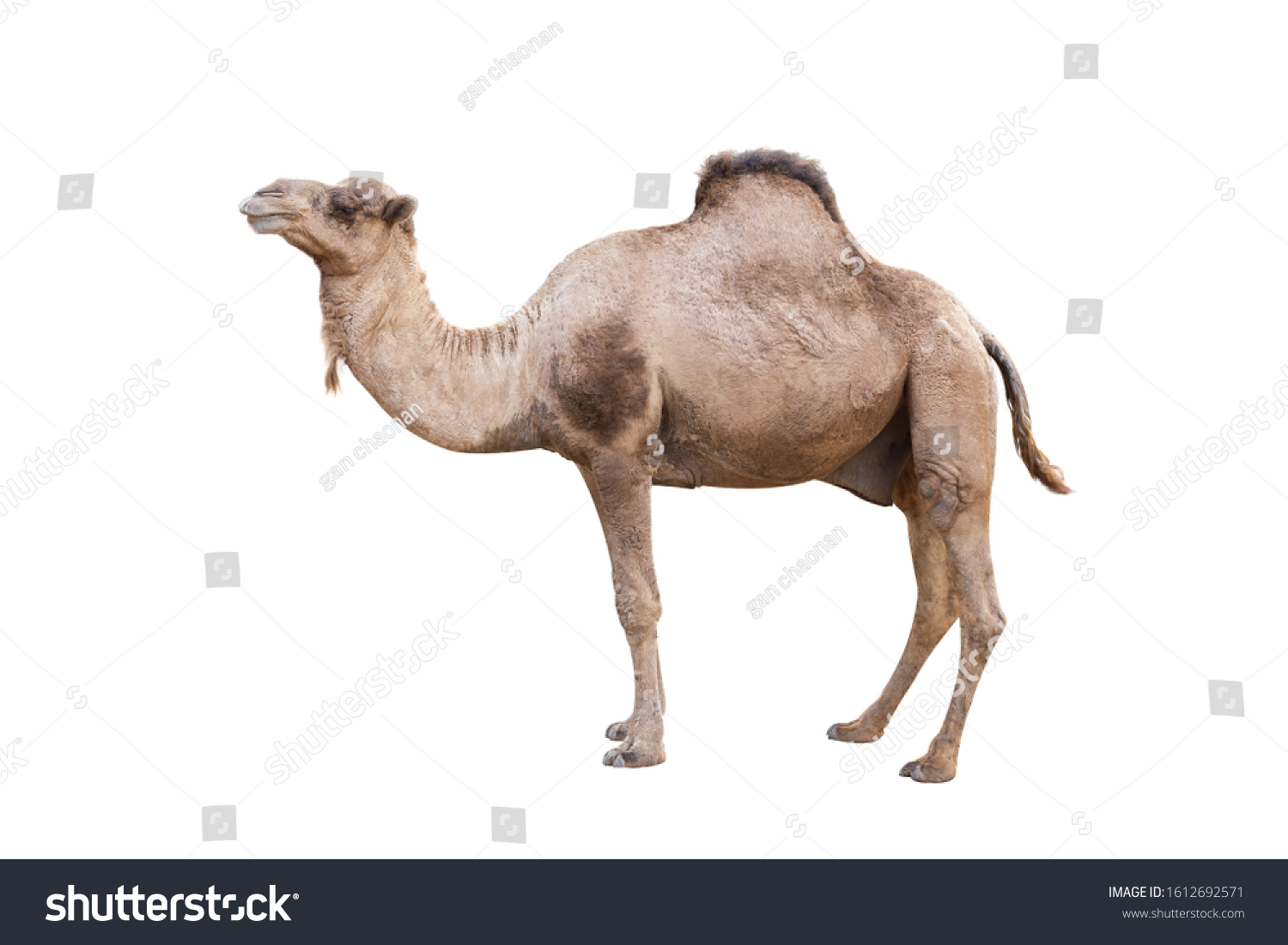 Arabian Camel, dromedary or arabian camel isolated on white background #1612692571