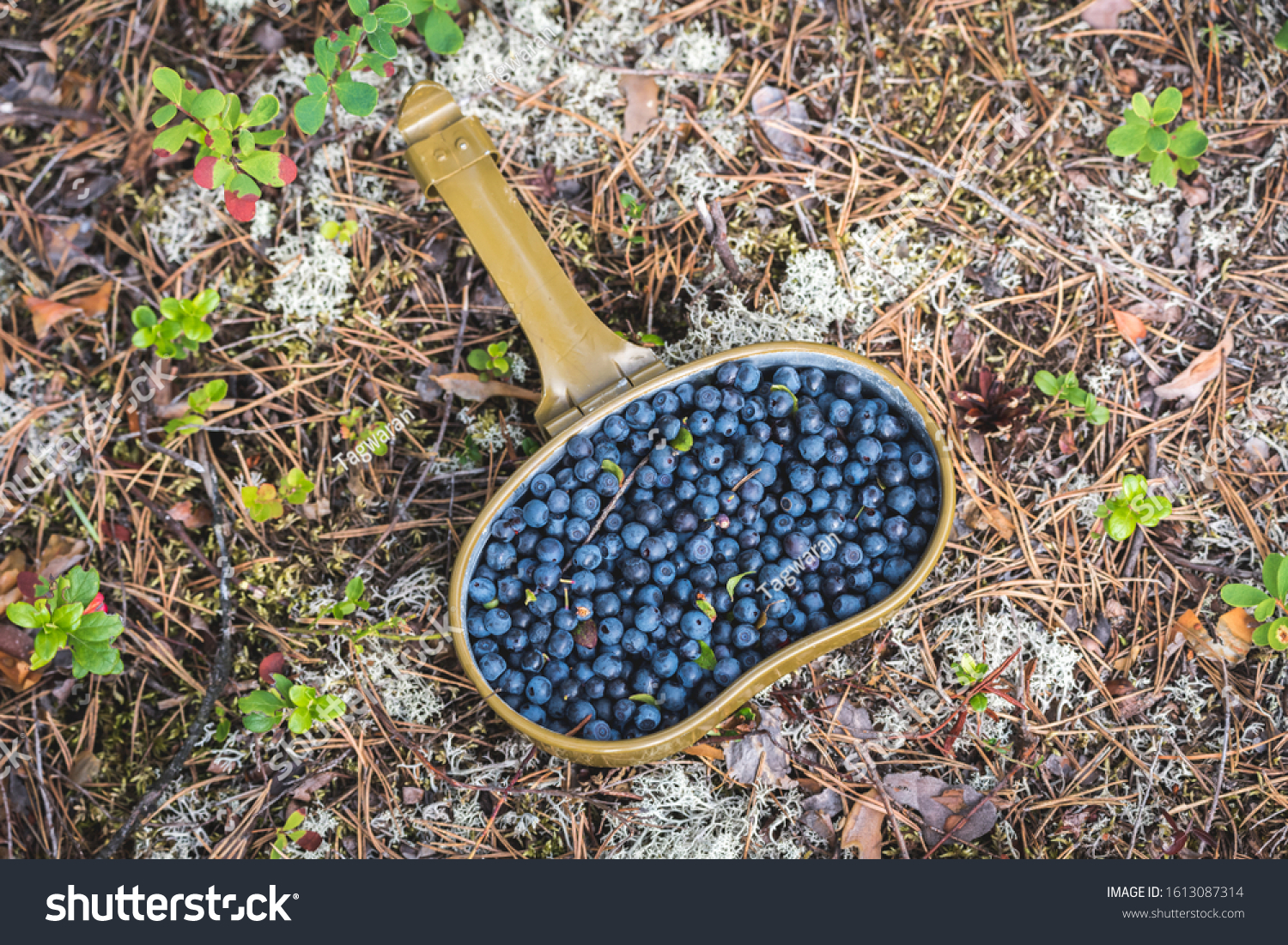 Fresh blueberries hand picked on swamp in an army bowler hat #1613087314