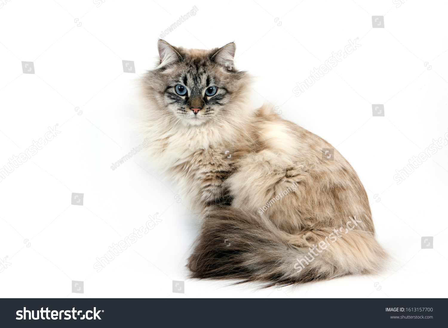 NEVA MASQUERADE SIBERIAN CAT, COLOR SEAL TABBY POINT, MALE AGAINST WHITE BACKGROUND   #1613157700