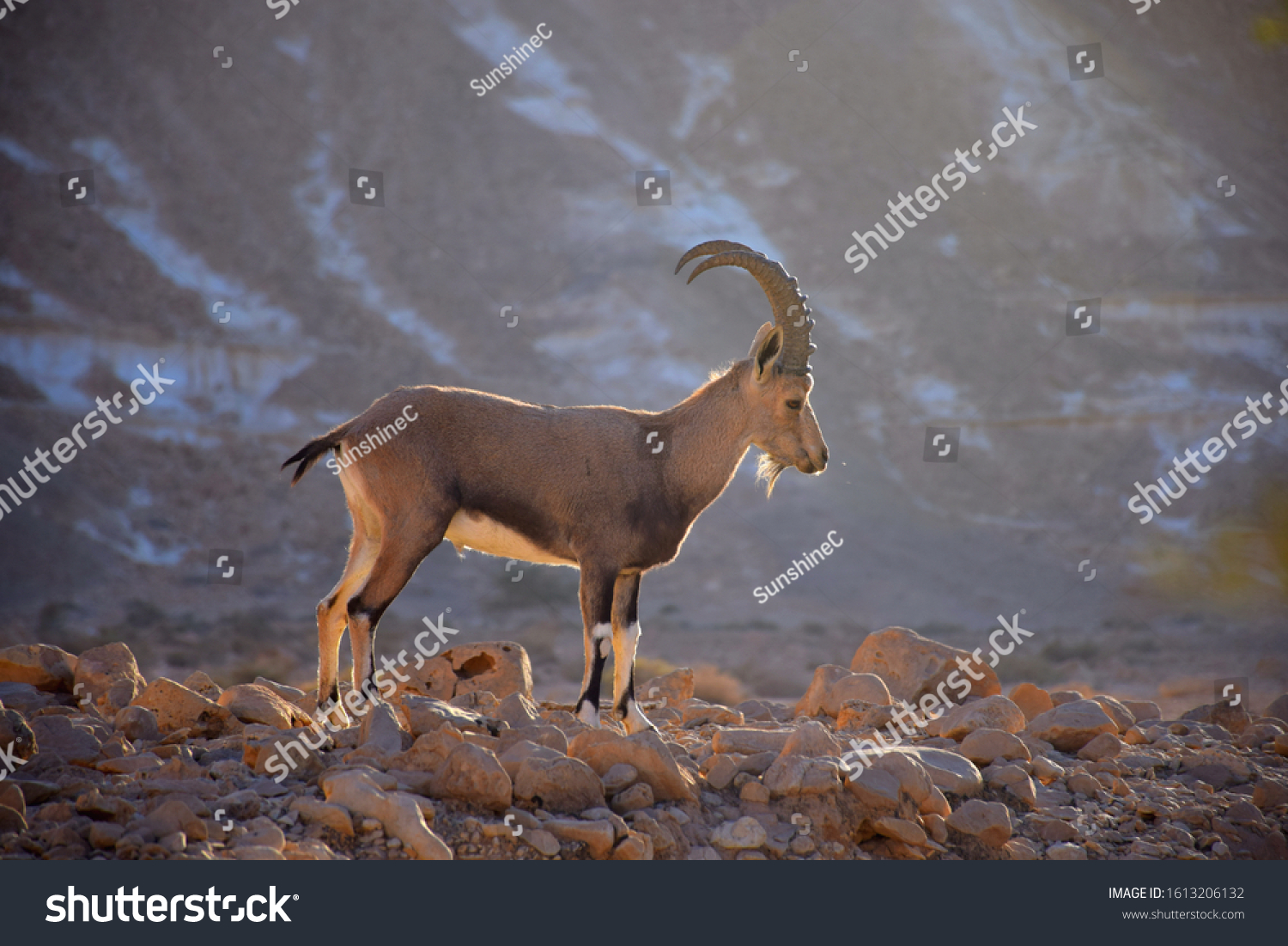 Nubian ibex a desert dwelling goat (capra ibex, capra nubiana) biblical animal in Judean (Judea) desert and the Negev, southern Israel. black and white image, animal in nature reserve (wildlife) #1613206132