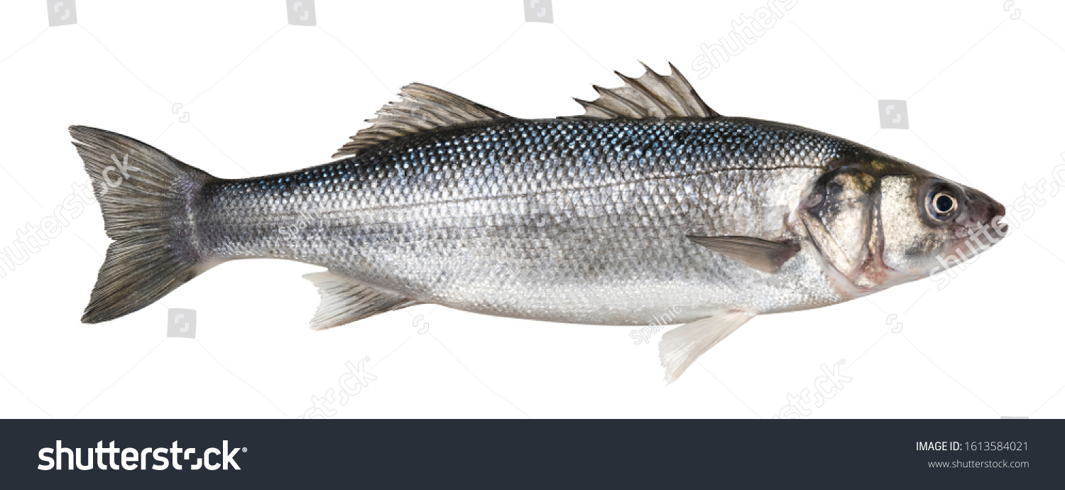 Raw seabass. One fresh sea bass fish isolated on white background with clipping path #1613584021