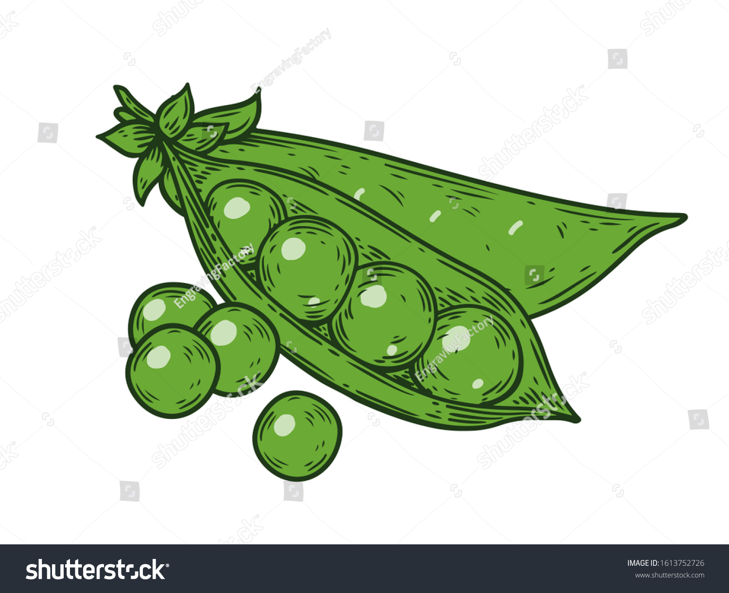 Green Peas. Hand drawn colorful pea illustration. Organic fresh farm food engraving peas isolated on white background. Hand drawn peas in sketch etch style #1613752726