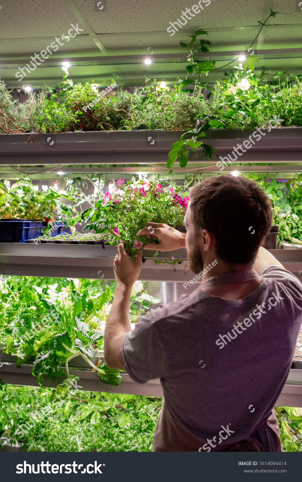 Rear view of young male farmer or selectionist in workwear taking one of growing plants on shelf during work in greenhouse #1614094414