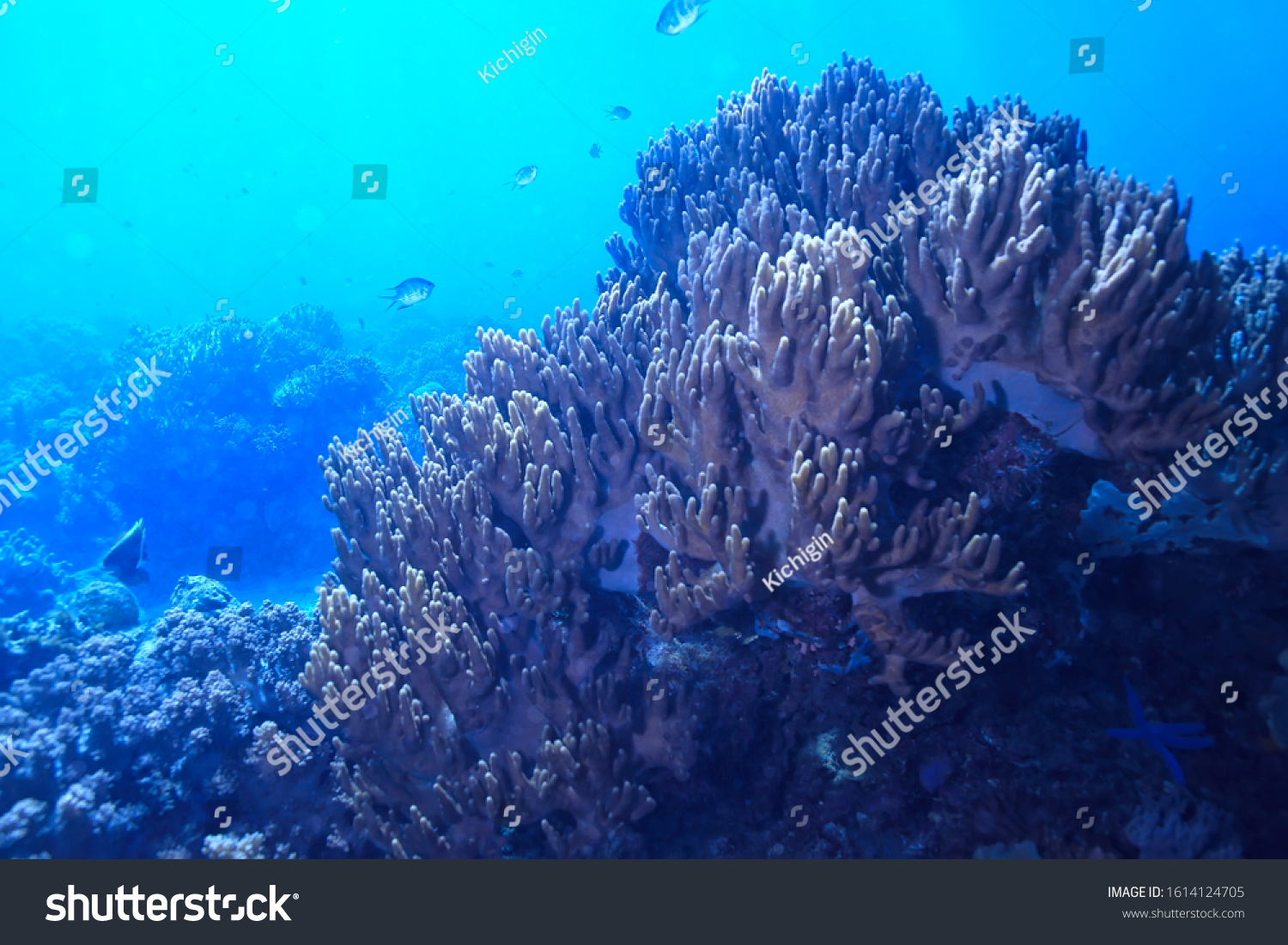 underwater world / blue sea wilderness, world ocean, amazing underwater #1614124705
