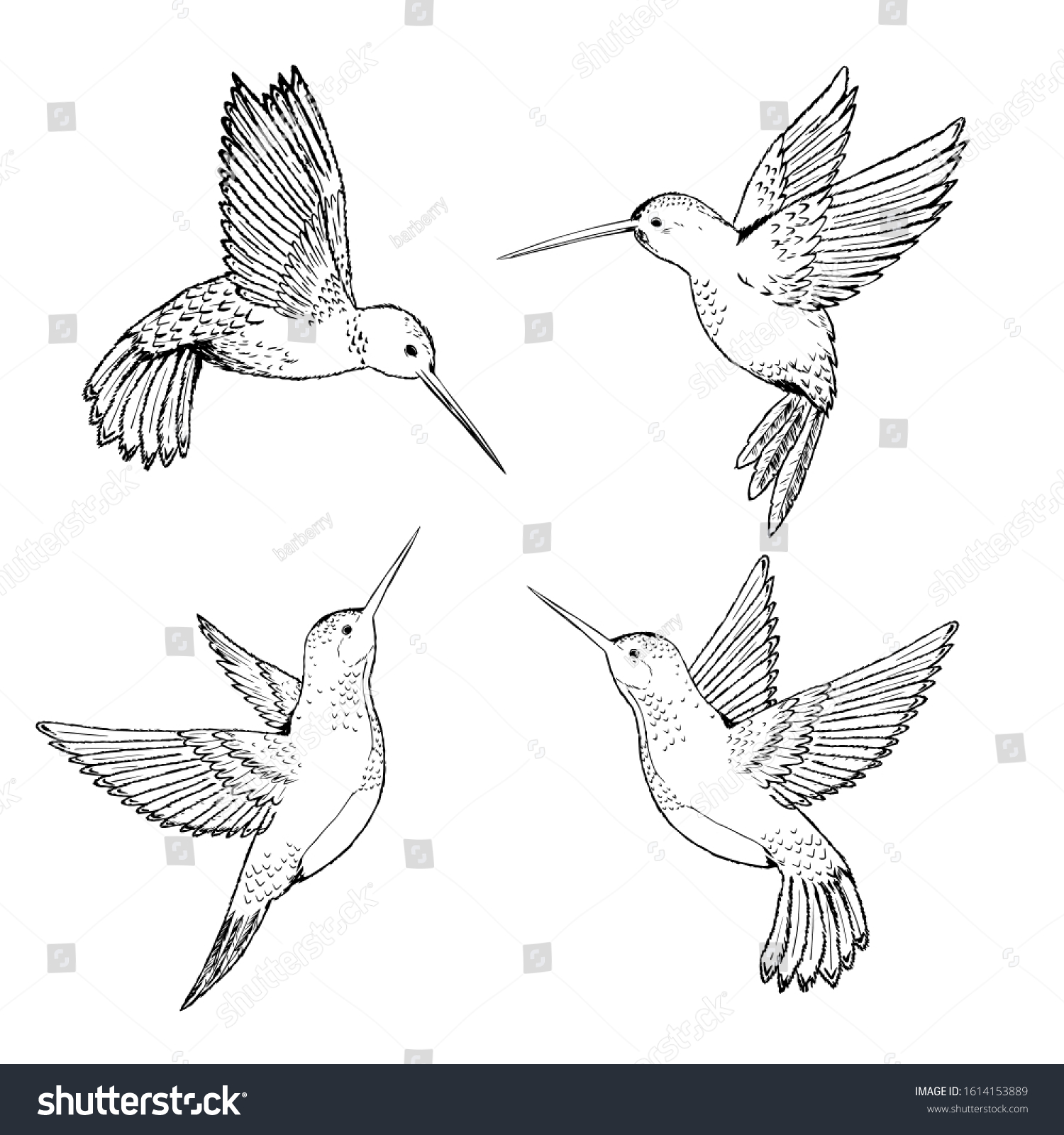 Set hummingbirds. Sketch pencil. Drawing by hand.  #1614153889