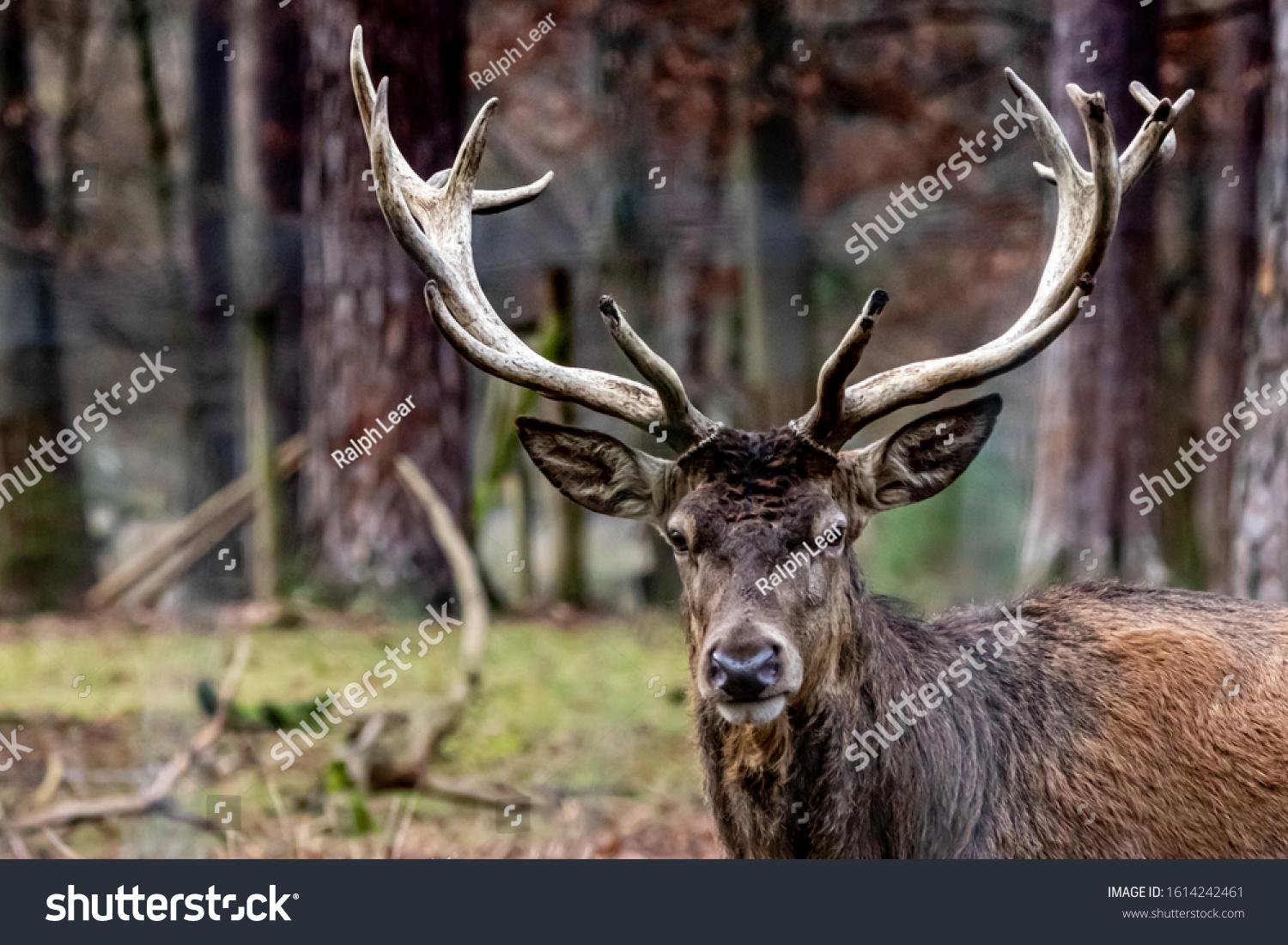 profile of a red buck deer  #1614242461