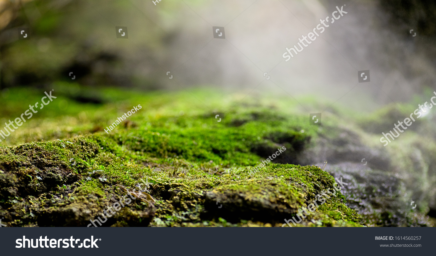 Beautiful green moss on the floor, moss closeup, macro. Beautiful background of moss for wallpaper. #1614560257