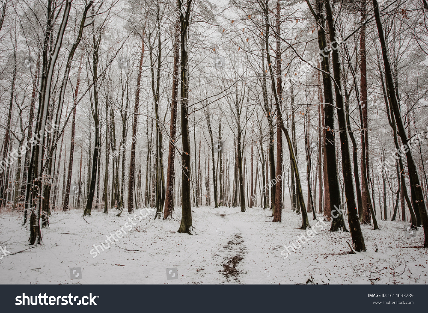 Winter snow forest landscape. Winter forest tree landscape. Snowy winter forest scene. Winter snow scene. #1614693289