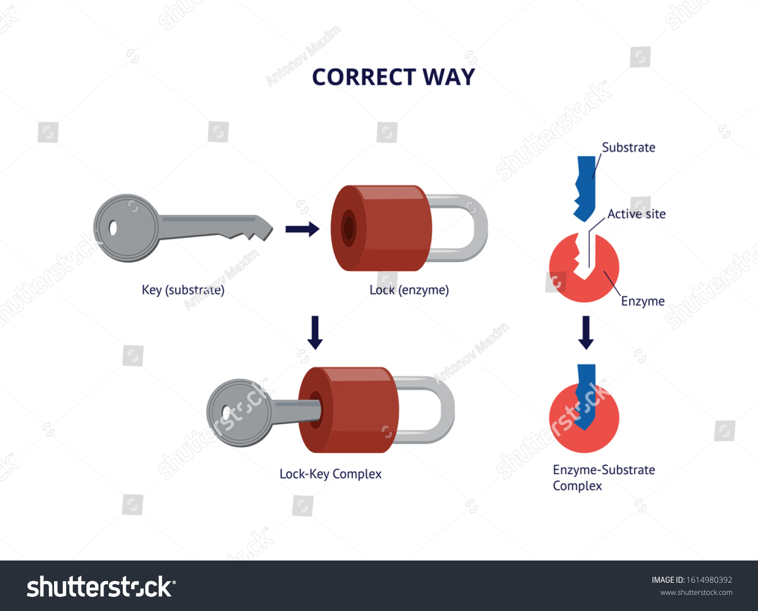 Full Labeled Cycle Diagram Of Correct Way Enzyme - Royalty Free Stock ...