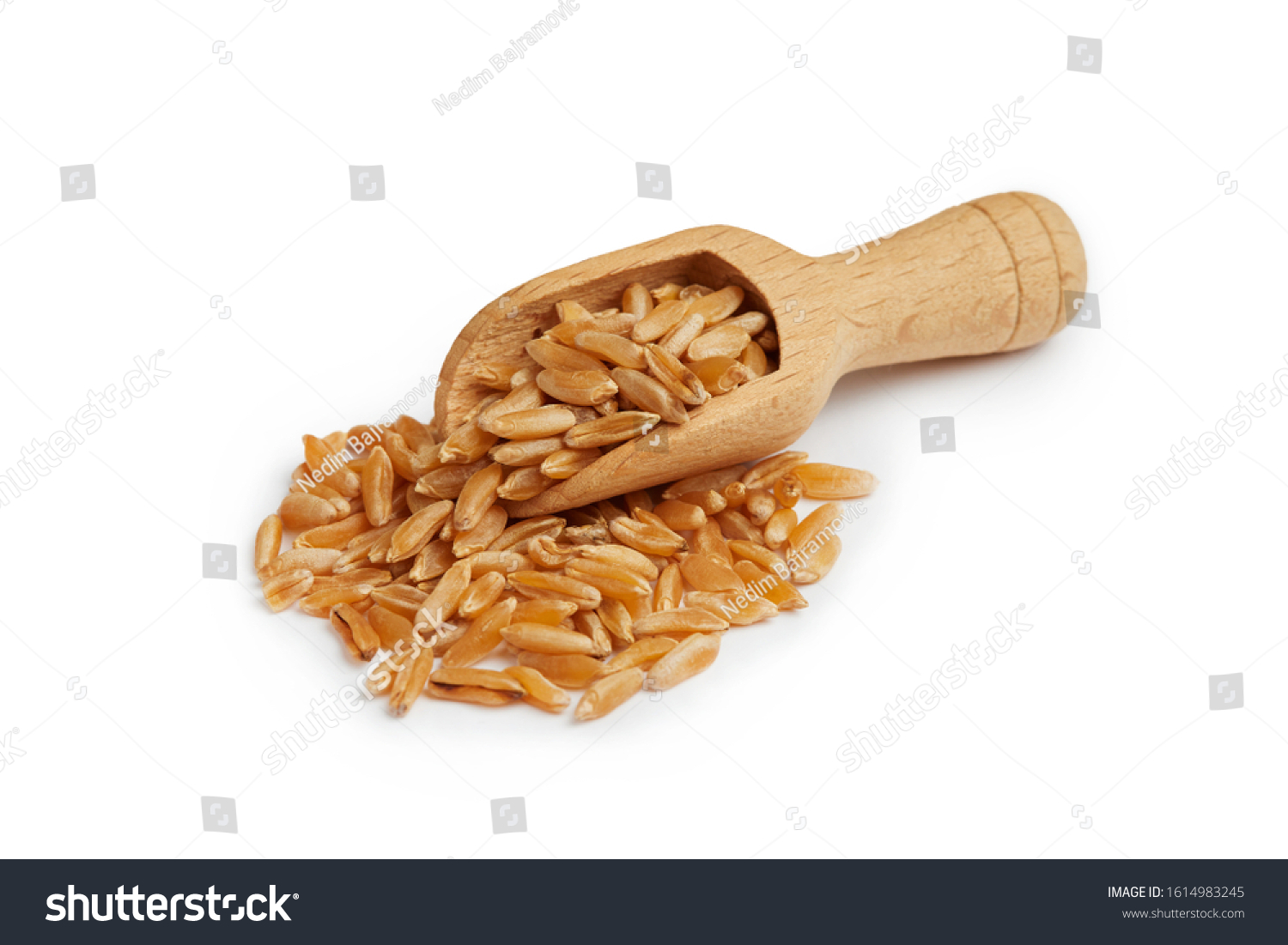 Khorasan wheat or kamut (Triticum turgidum) in wooden scoop isolated on white background #1614983245