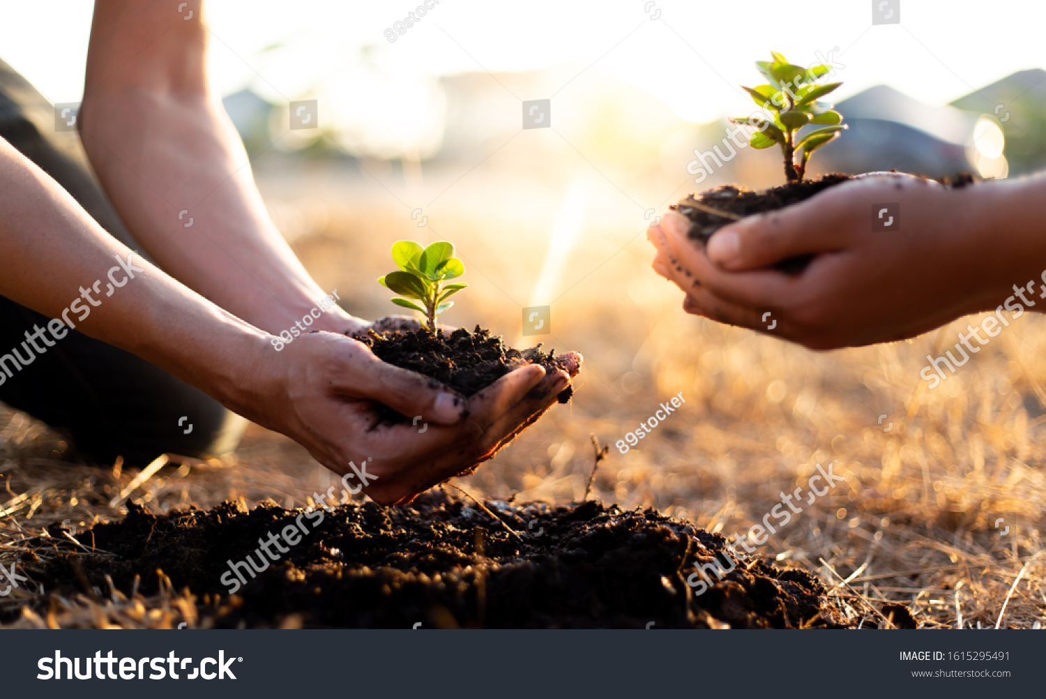 Two men are planting trees and watering them to help increase oxygen in the air and reduce global warming, Save world save life and Plant a tree concept. #1615295491