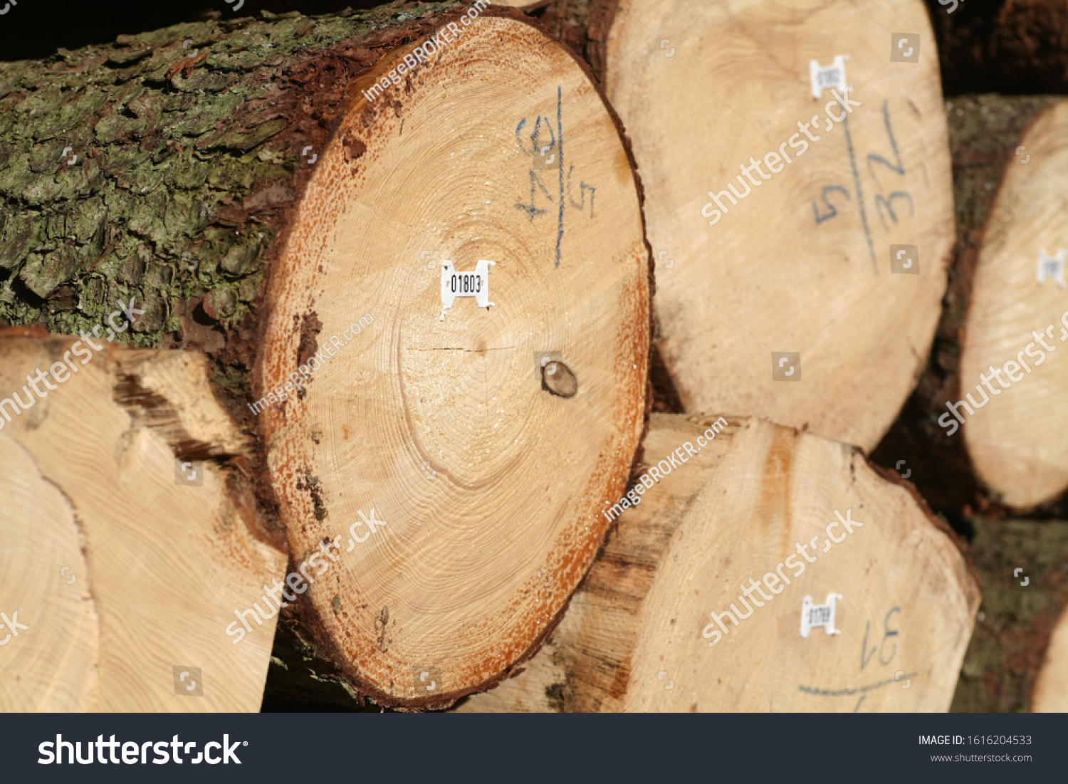 Tree logs are piled up, numbered, labeled and ready for transport #1616204533