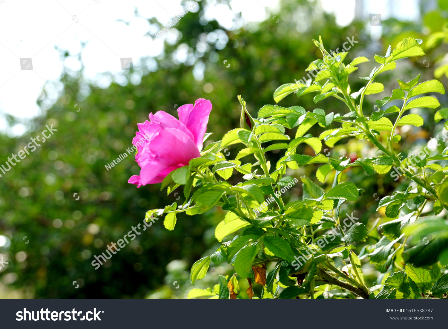 Flowering pink rosehip with green leaves. Spring, summer botany photo #1616538787