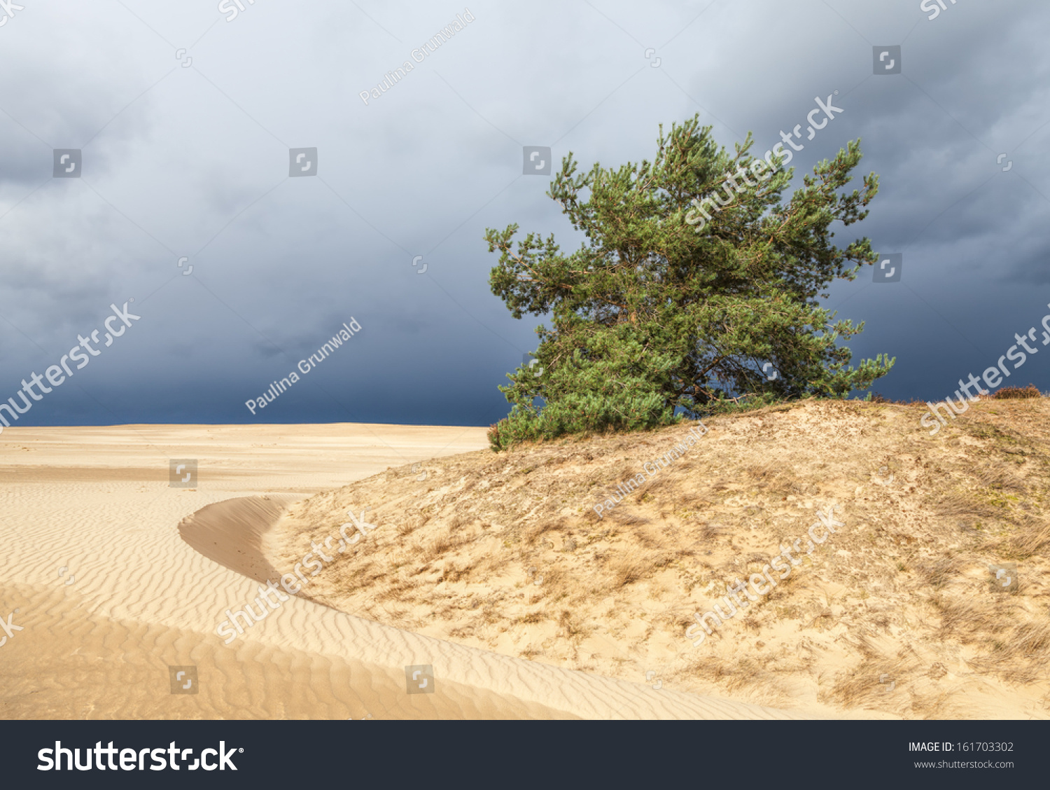Dunes in Hoge Veluwe National Park in Netherlands, Europe #161703302