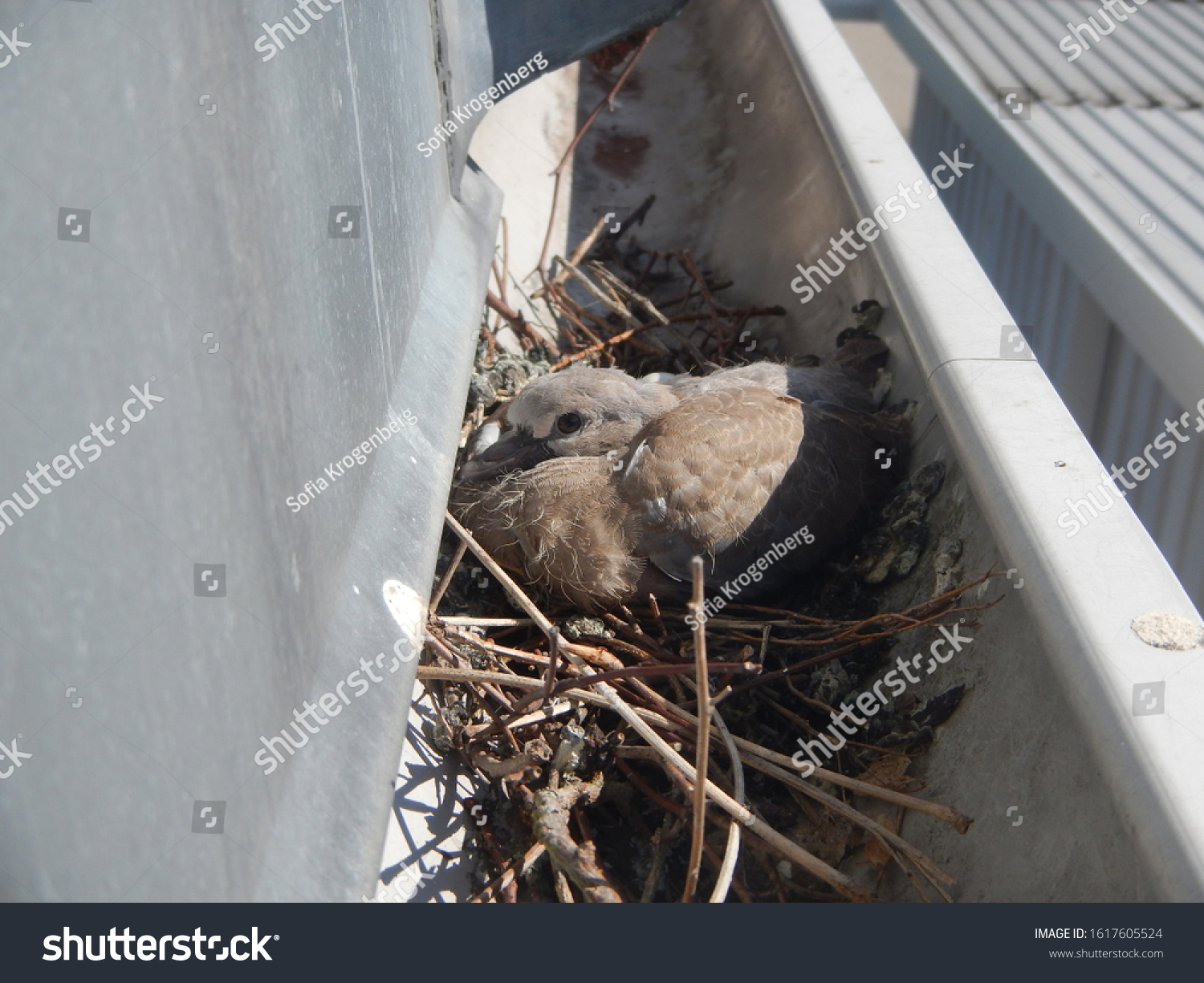 Pigeon in its nest in a gutter - Royalty Free Stock Photo 1617605524 ...