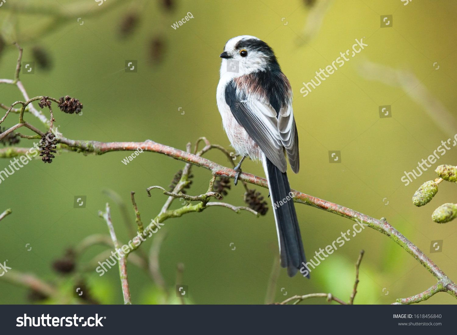 Long-tailed Tit-The Long-tailed Tit or Long-tailed Bushtit (Aegithalos caudatus) is a common bird found throughout Europe and Asia. #1618456840