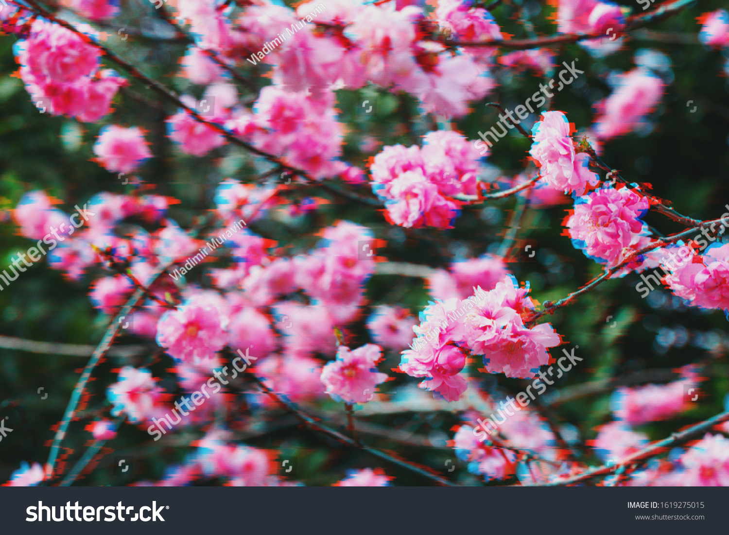 Pink blossoms of cherry blossoms in the garden in glitch effect #1619275015