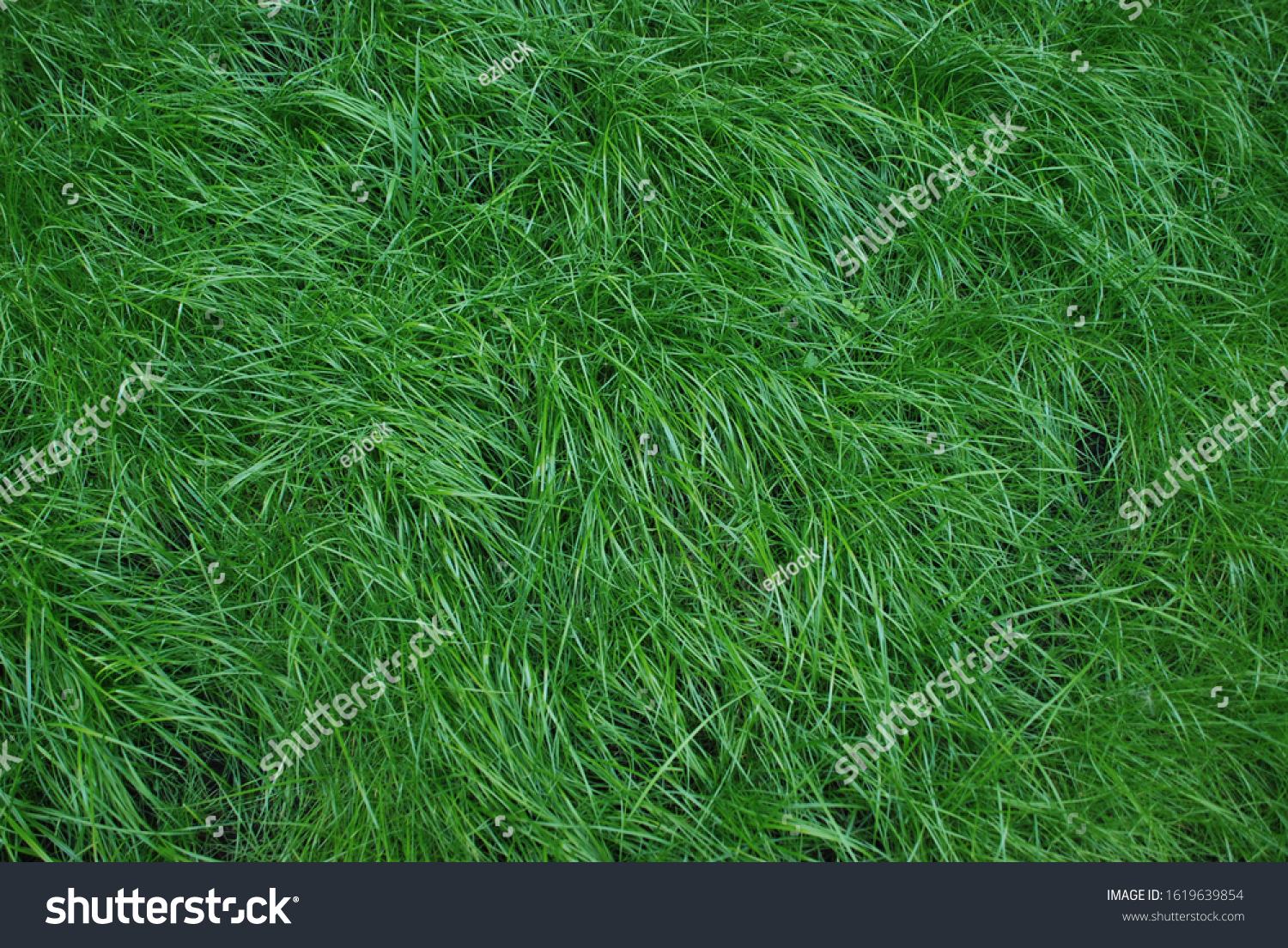 Nice and soft grass texture, looks like a feather softness. #1619639854