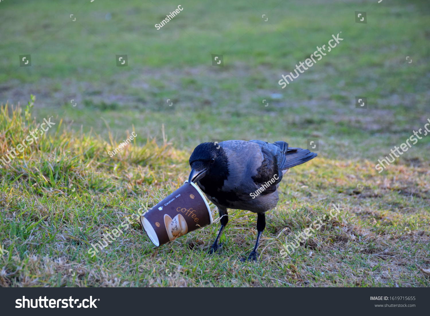 Single crow bird looking for food on the grass in the park, holding disposable hot coffee paper cup in it's beak (made from paper AND plastic coated, non compostable material, need special compost)   #1619715655