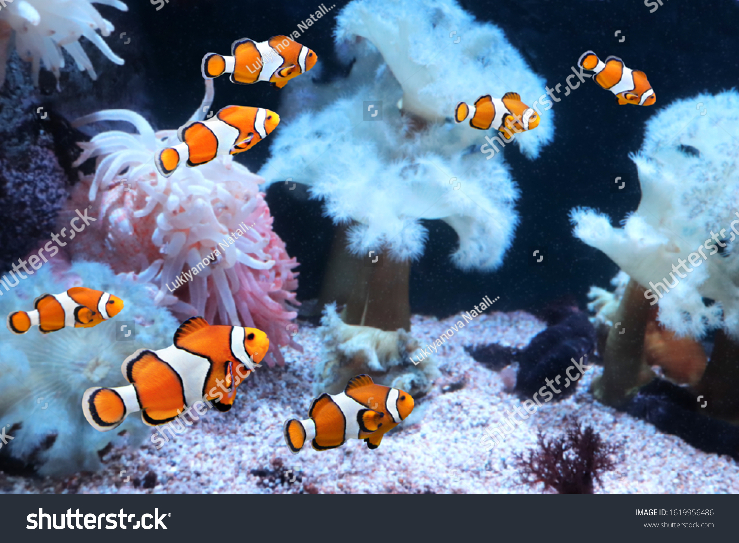 Tropical sea anemone and clown fish (Amphiprion percula) in marine aquarium #1619956486