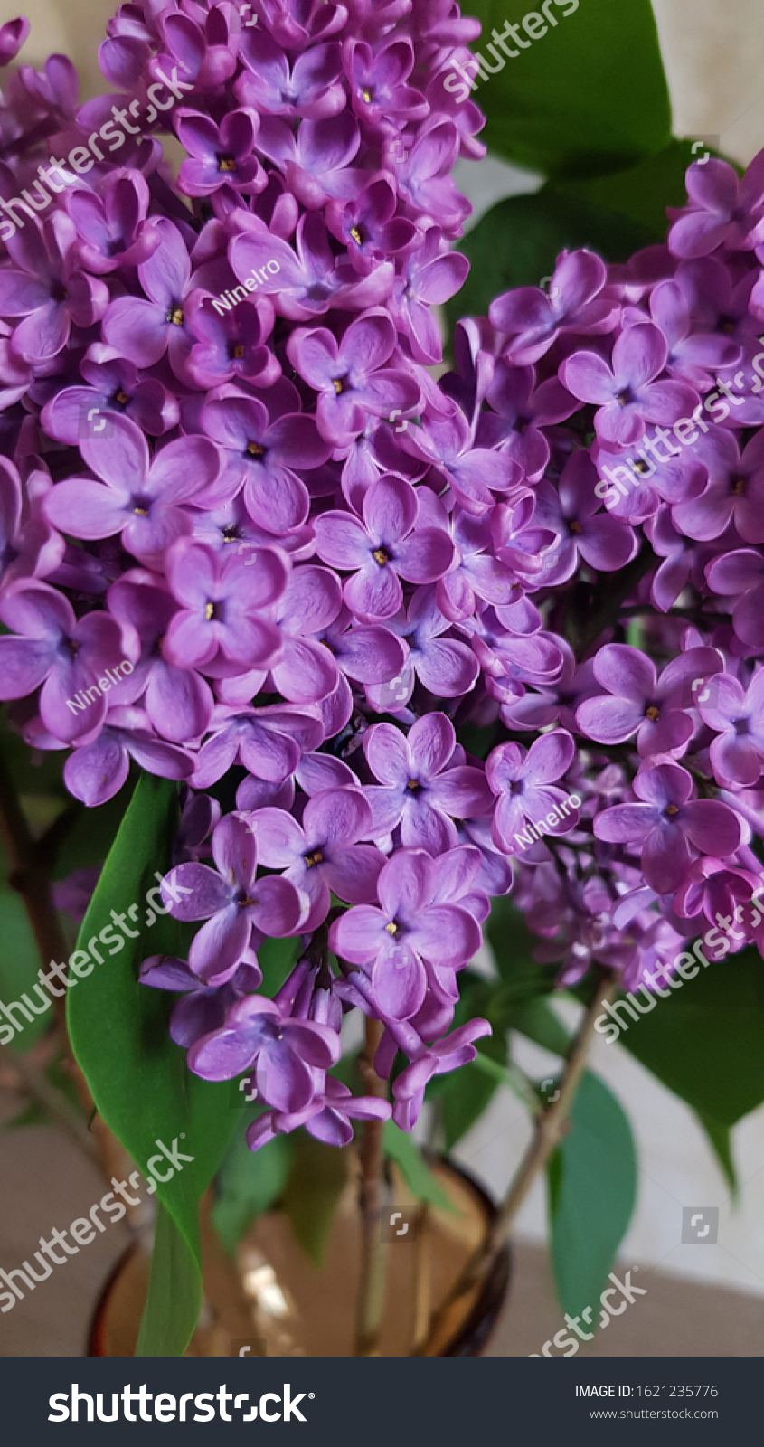 Lilac blossoms closeup. Beautiful spring blooming bunch of star shaped lilac flowers. Violet color blooms. Bouquet in vase. #1621235776