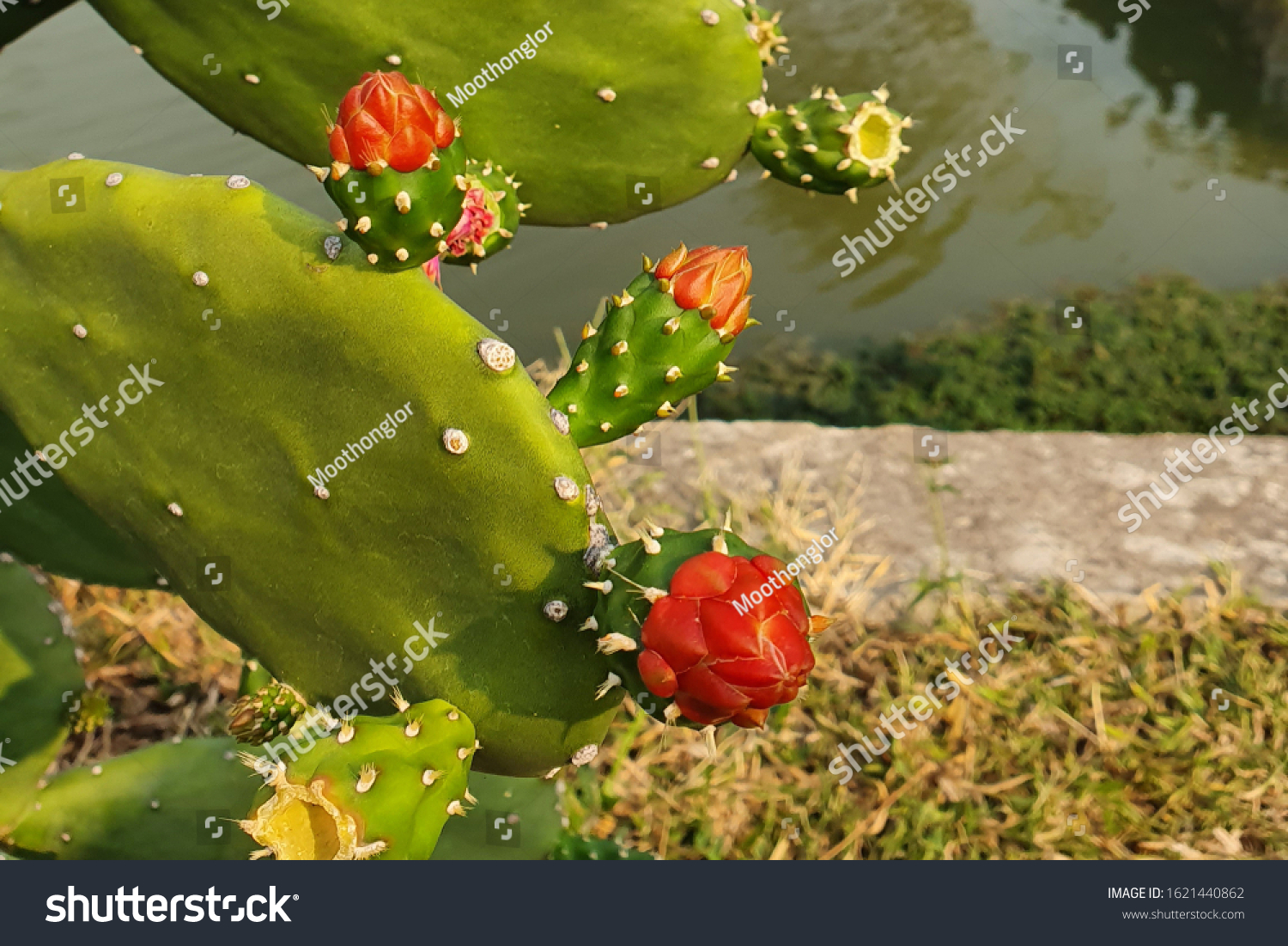 A blooming red flower blooms from the edge of a sheet of prickly pear cactus. #1621440862
