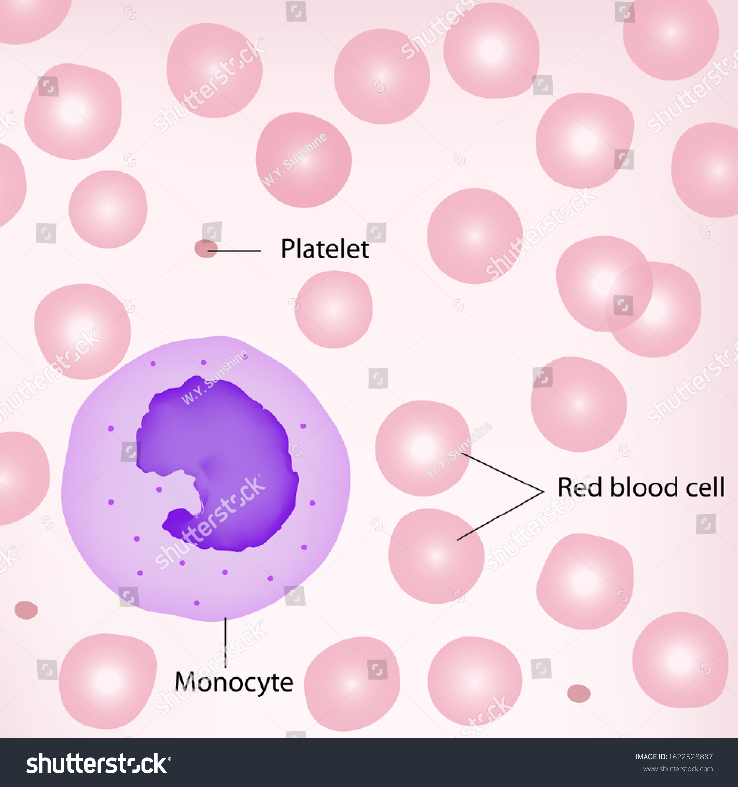 Type of white blood cell have one lobe of - Royalty Free Stock Photo ...