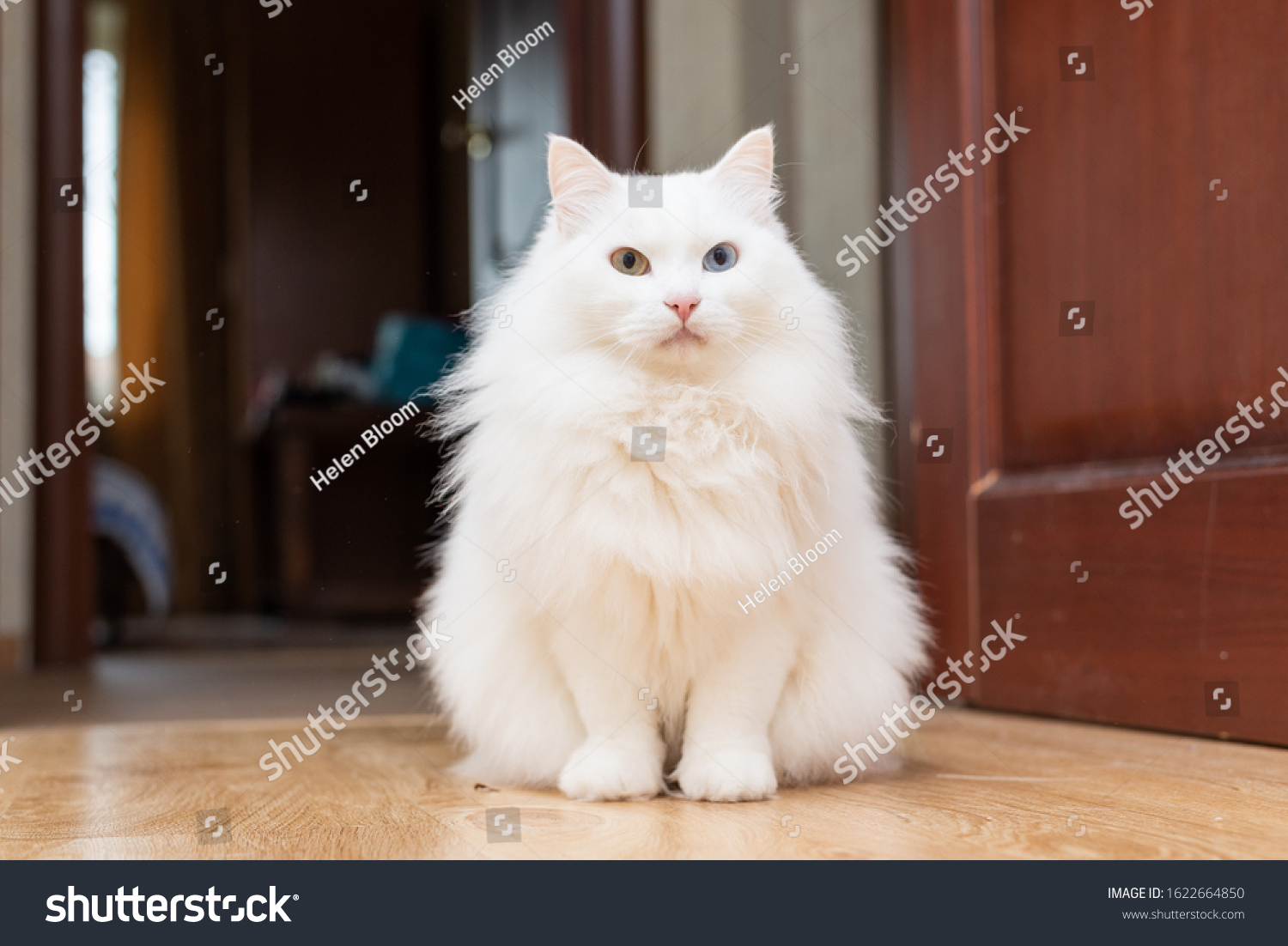 White fluffy turkish angora cat with different eyes closeup portrait. Close up photo of white cat in flat on a wooden flor #1622664850