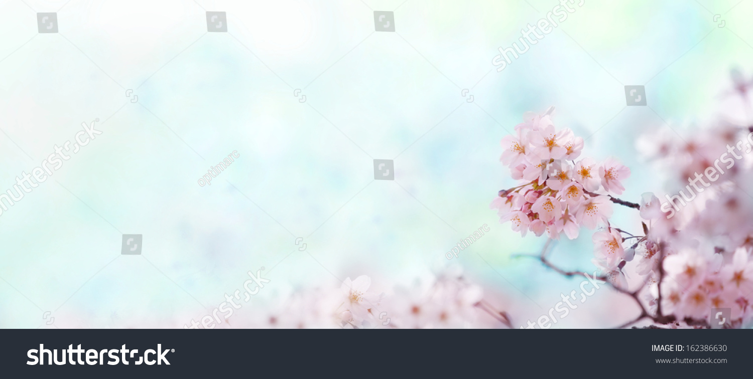 Cherry blossom with soft pastel blue background. Title header dimension image.   #162386630