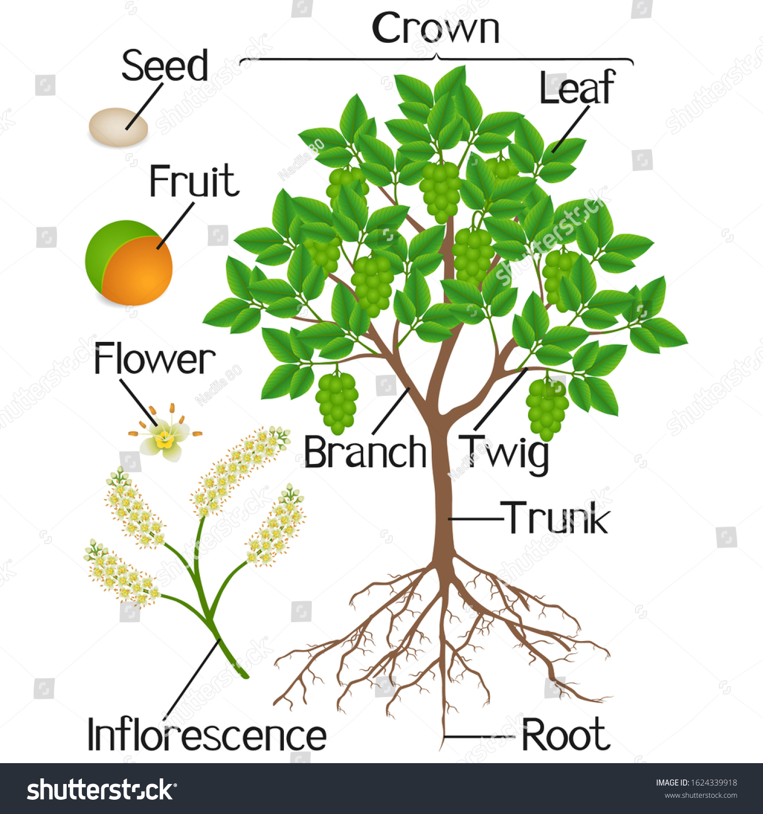 Parts of melicoccus bijugatus spanish lime or - Royalty Free Stock ...