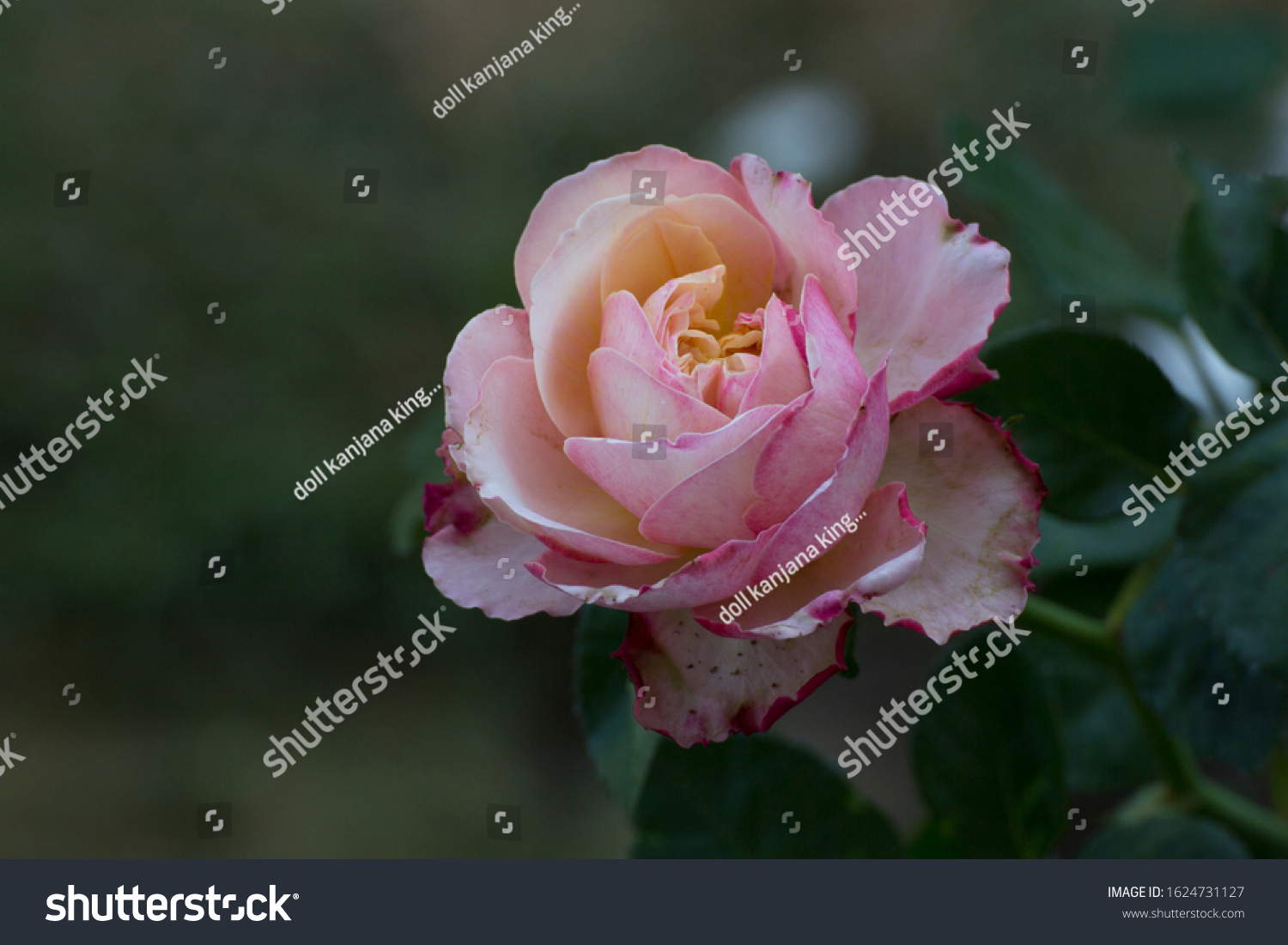 Pink rose, Lower petals white petals. #1624731127