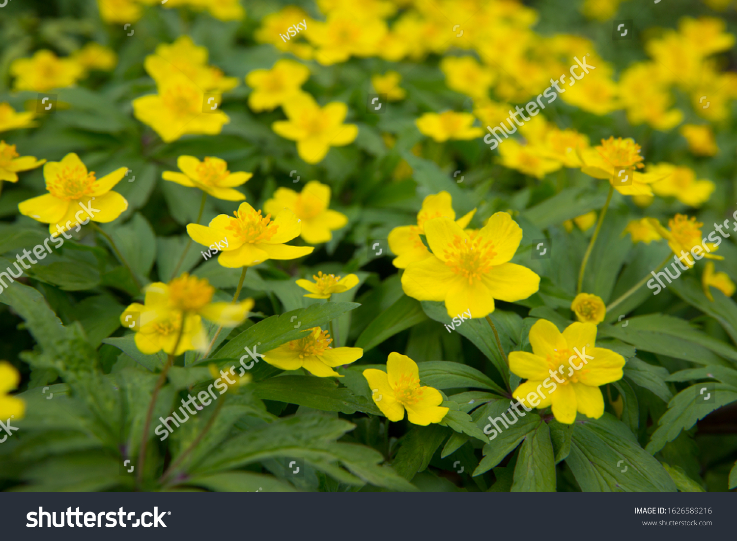 First flowers in springtime: Eranthis hyemalis. Eranthis hyemalis is a plant found in Europe, which belongs to the family Ranunculaceae. The plant is small, it has large, yellow, cup-shaped flowers. #1626589216