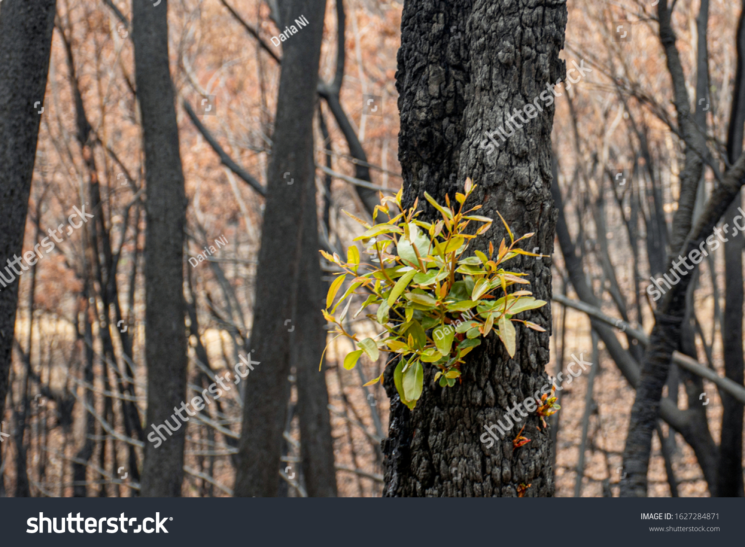 Australian bushfires aftermath: eucalyptus trees recovering after severe fire damage. Eucalyptus can survive and re-sprout from buds under their bark or from a lignotuber at the base of the tree. #1627284871