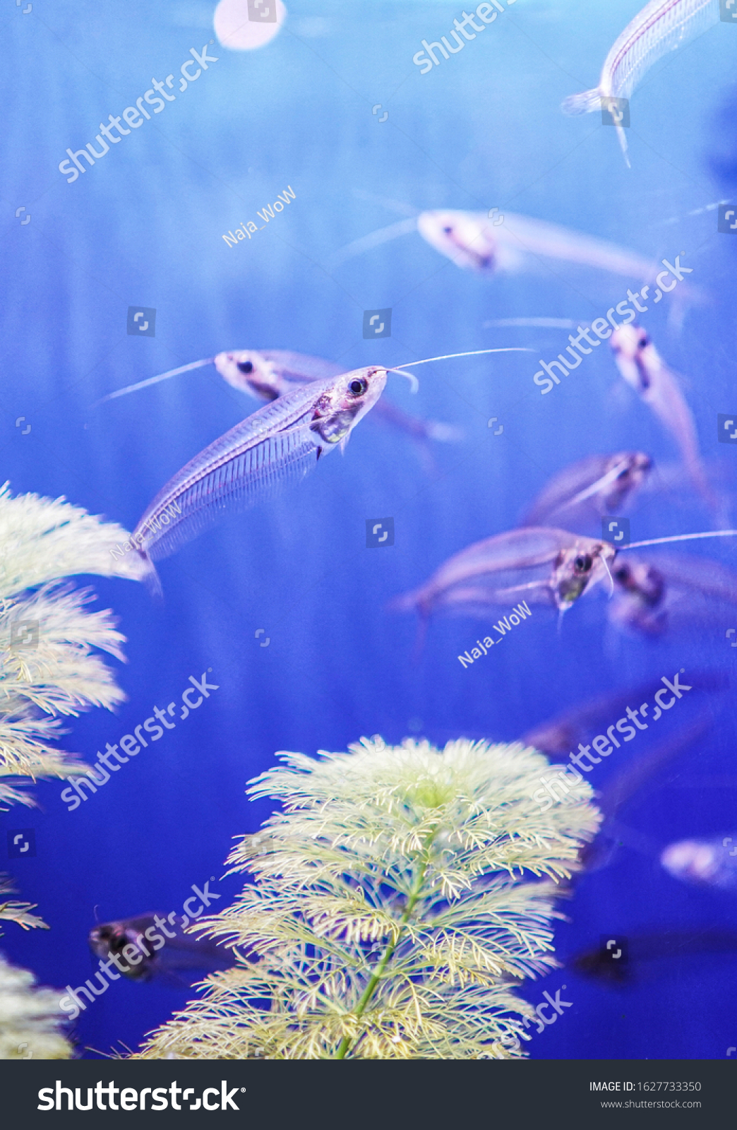 Aquarium transparent fish in blue water. Cute little fish in an aquarium. Under water photography of ocean fish. Glass catfish. #1627733350