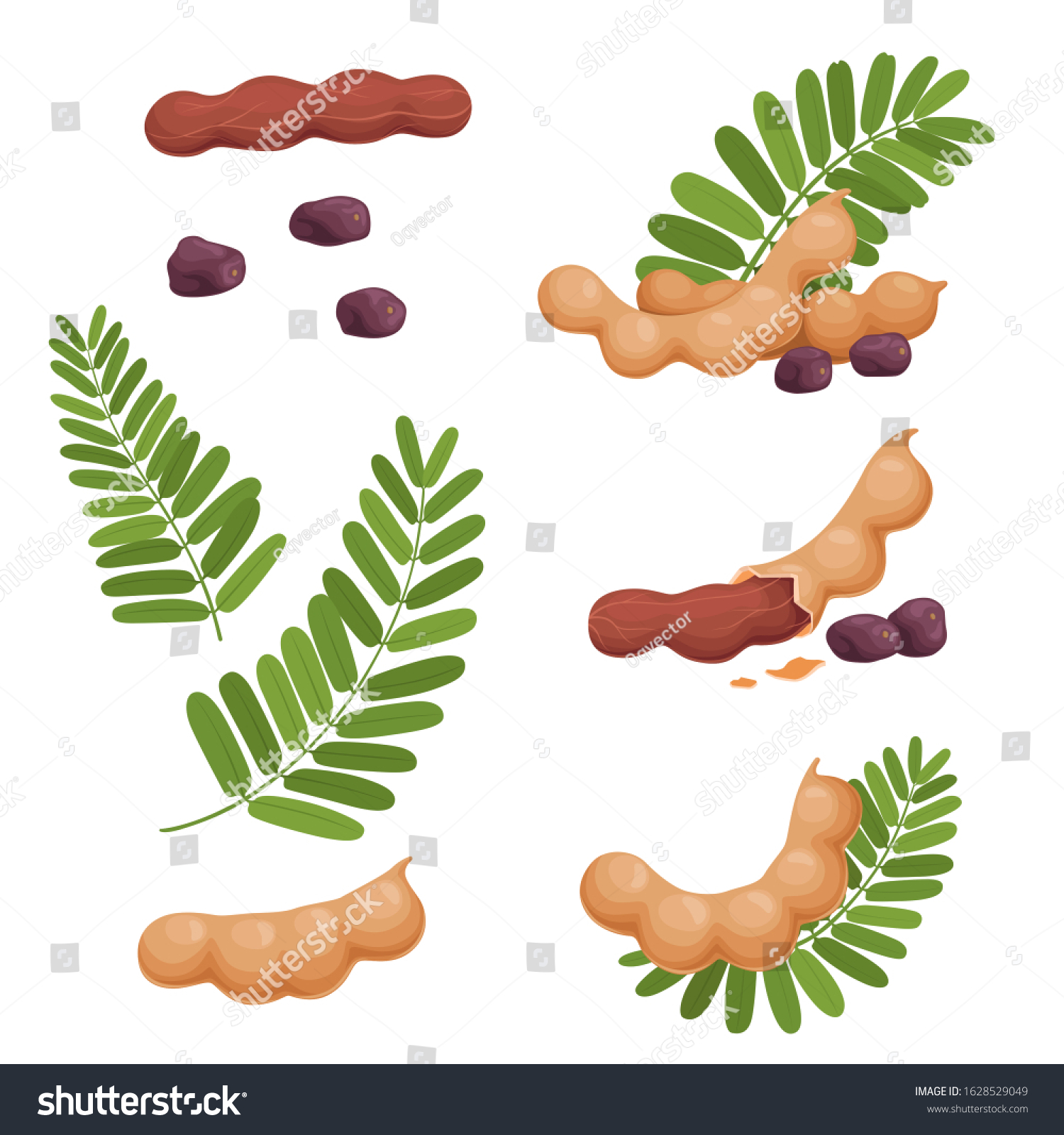 A set of seeds of fruits and leaves of tamarind. Illustration of a fresh, ripe tamarind #1628529049