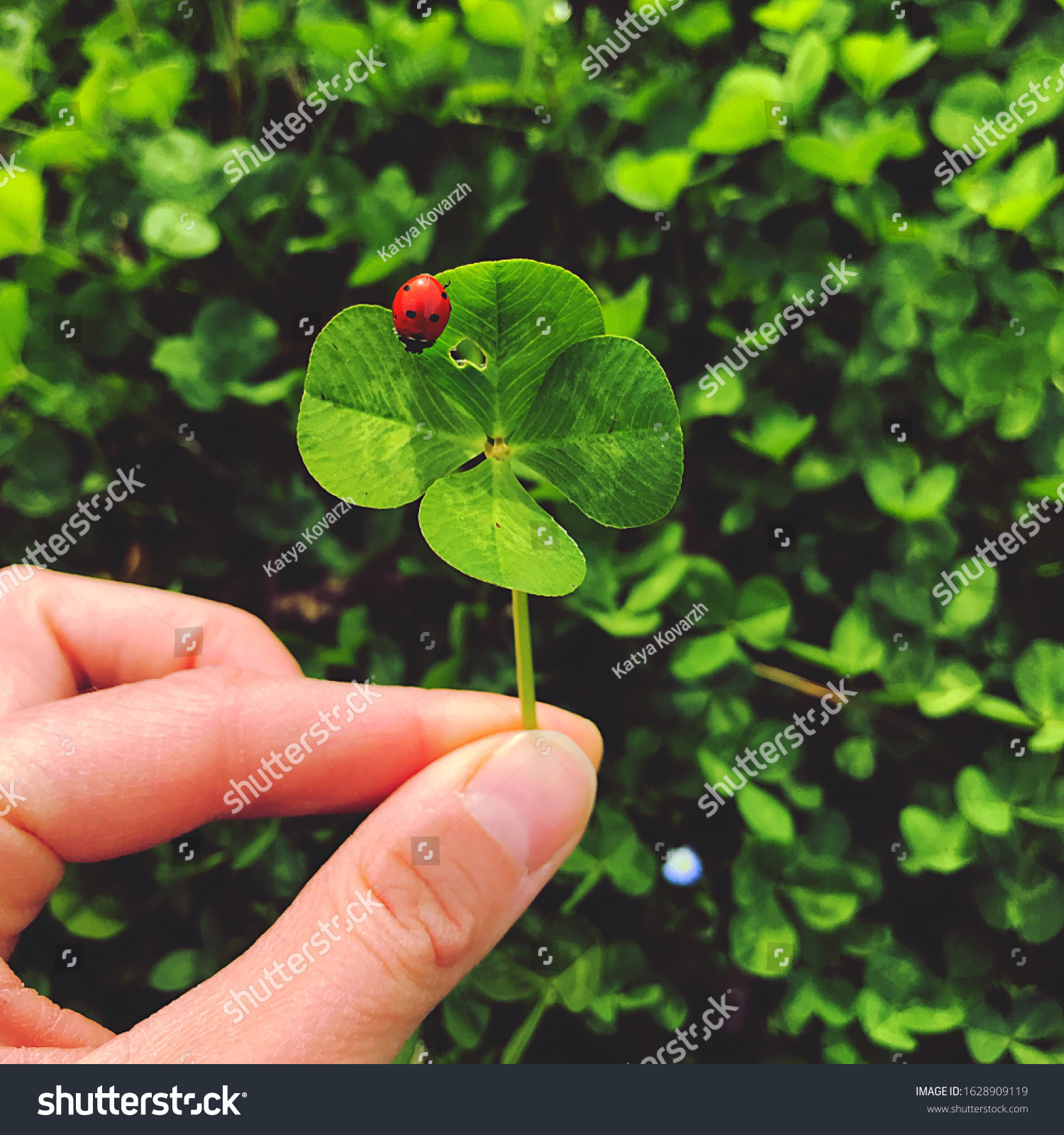 Four-leaf clover with a ladybug. Lucky charm. #1628909119