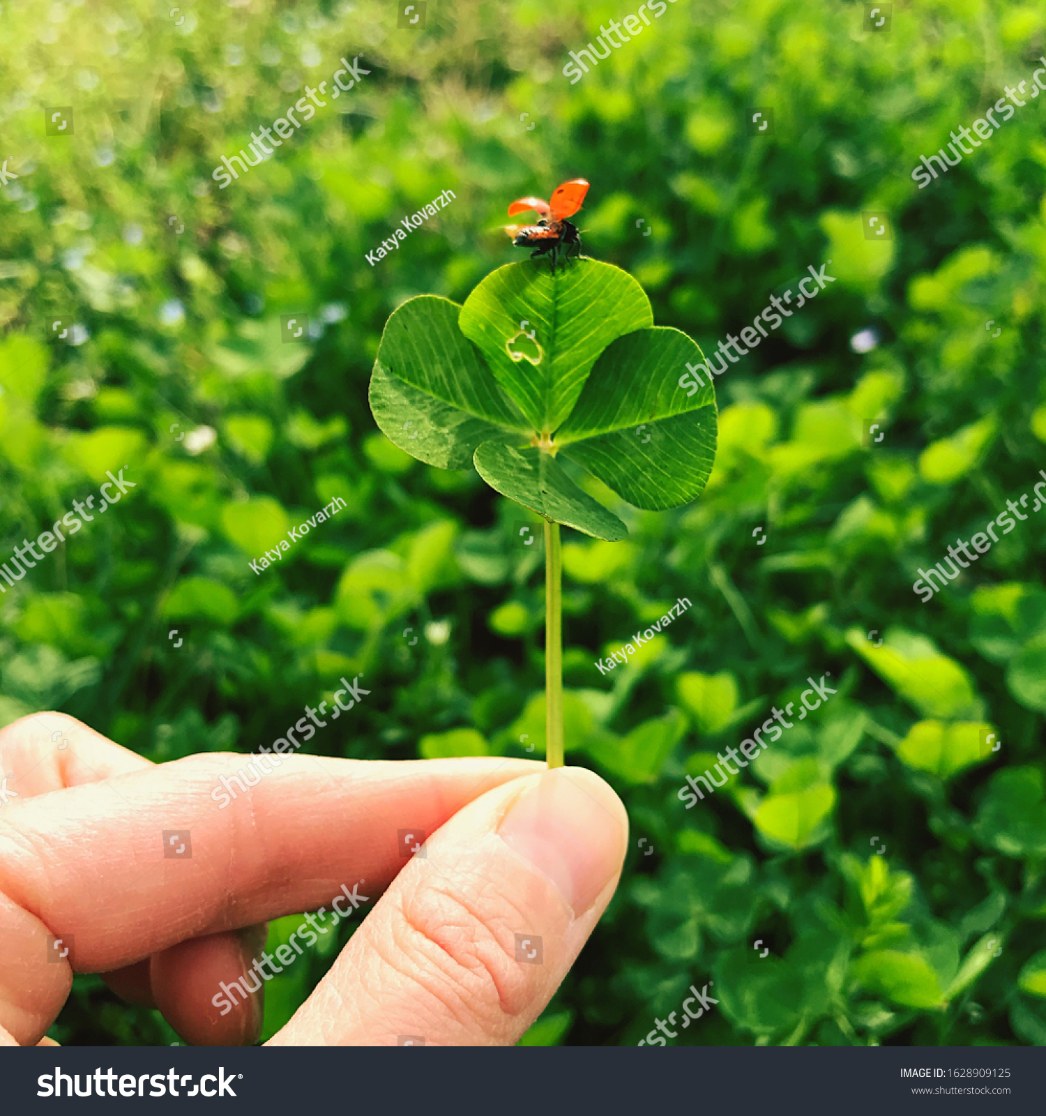 Four-leaf clover with a ladybug. Lucky charm. #1628909125