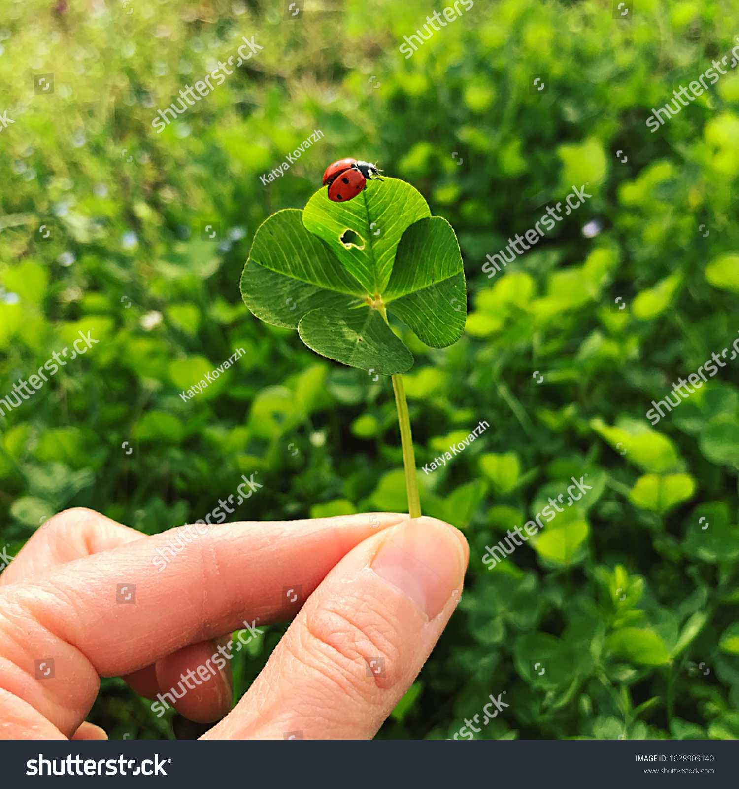 Four-leaf clover with a ladybug. Lucky charm. #1628909140