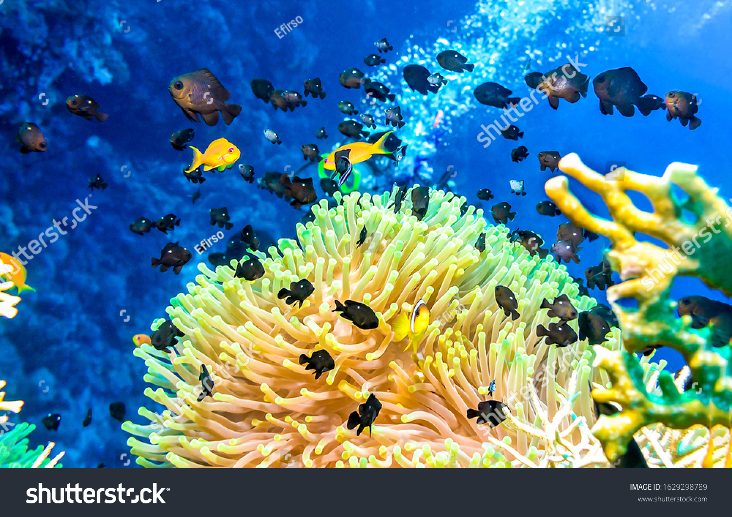 Coral fishes in underwater world #1629298789