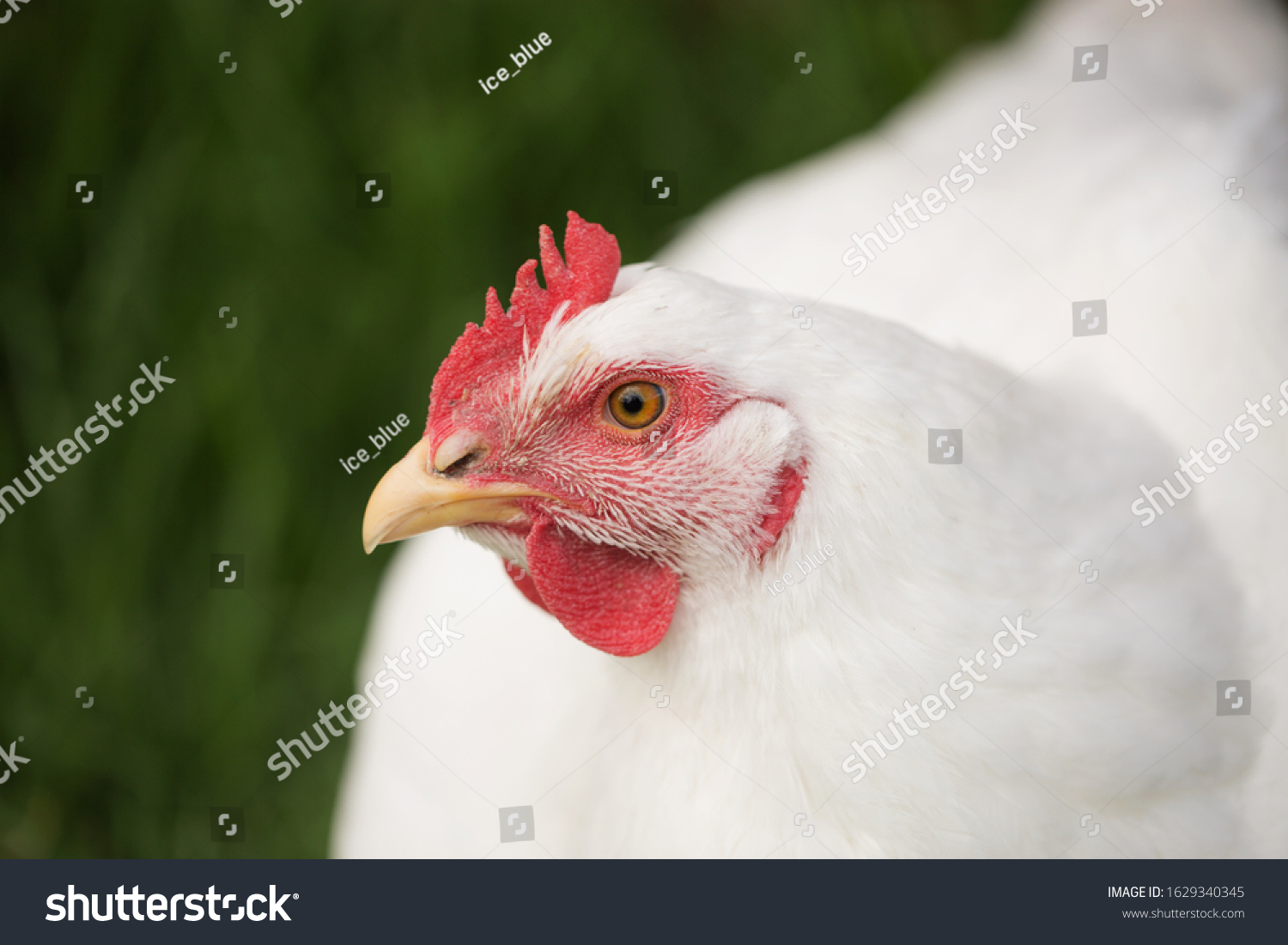 portrait of broiler chicken looking at the camera on a free range chicken farm (Gallus gallus domesticus) #1629340345