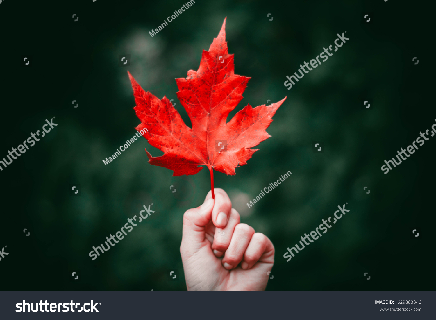 maple leaf holding in hand focus nature  #1629883846