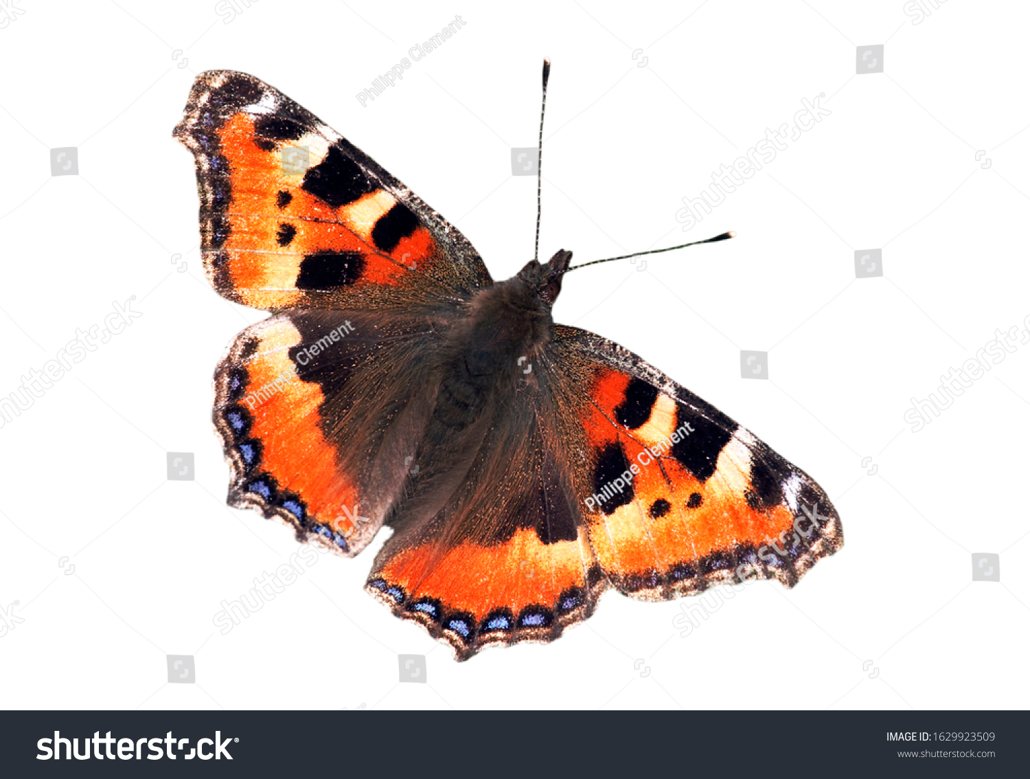 Small tortoiseshell (Aglais urticae L.) butterfly with open wings against white background #1629923509