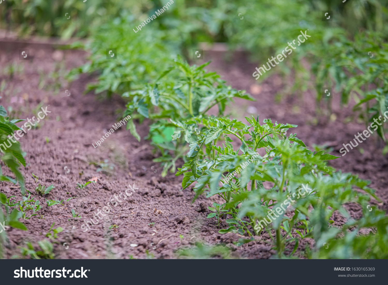 Growing tomatoes on bed in raw in field in spring. green seedling of tomatoes growing out of soil. Densely planted young tomato plants ready for planting. #1630165369