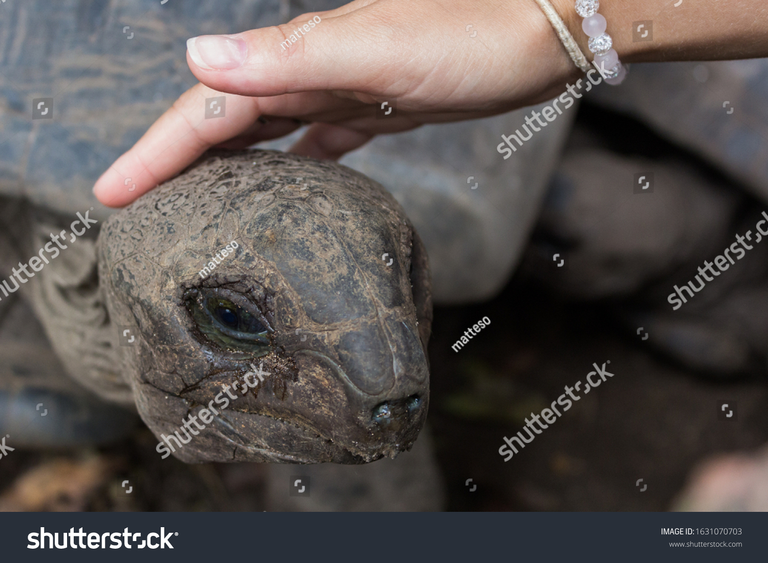 Hand stroking head of giant tortoise, caressing old and sad tortoise. Seychelles, Domaine de l'Union. #1631070703