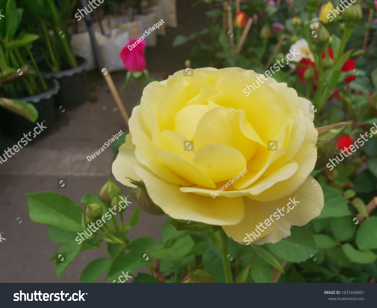 Small yellow roses, tightly stacked petals, rubber petals in full bloom. #1631649001