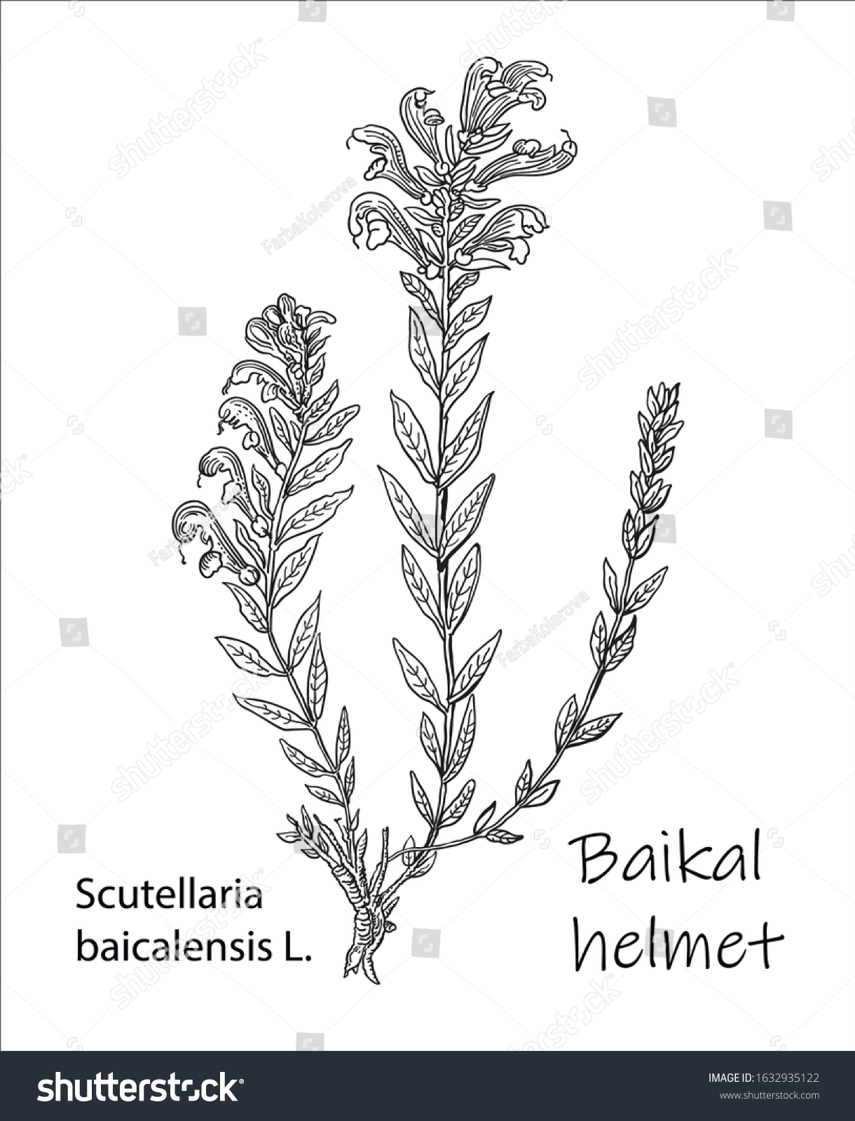 Scutellaria baicalensis - Siberian herbs. Vector hand drawn herb. Botanical plant illustration. Vintage medicinal herb sketch. #1632935122